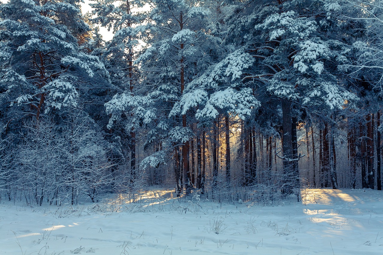 Nature Winter Forest