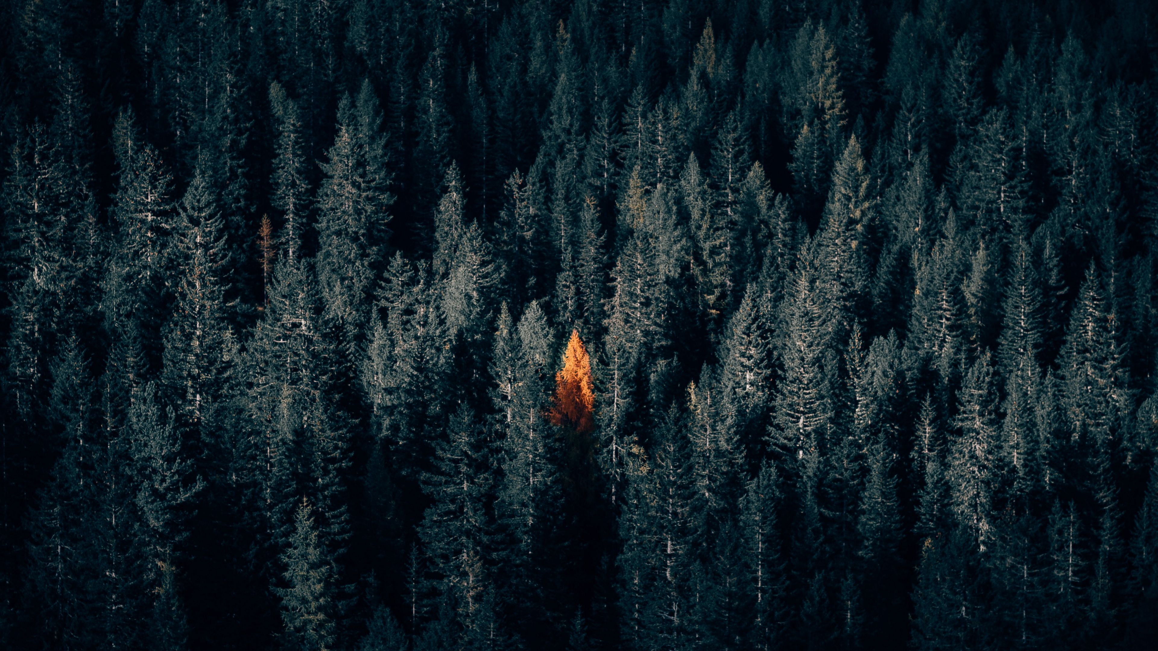 Download wallpaper 3840x2160 autumn, forest, aerial view, contrast, dark 4k uhd 16:9 HD background