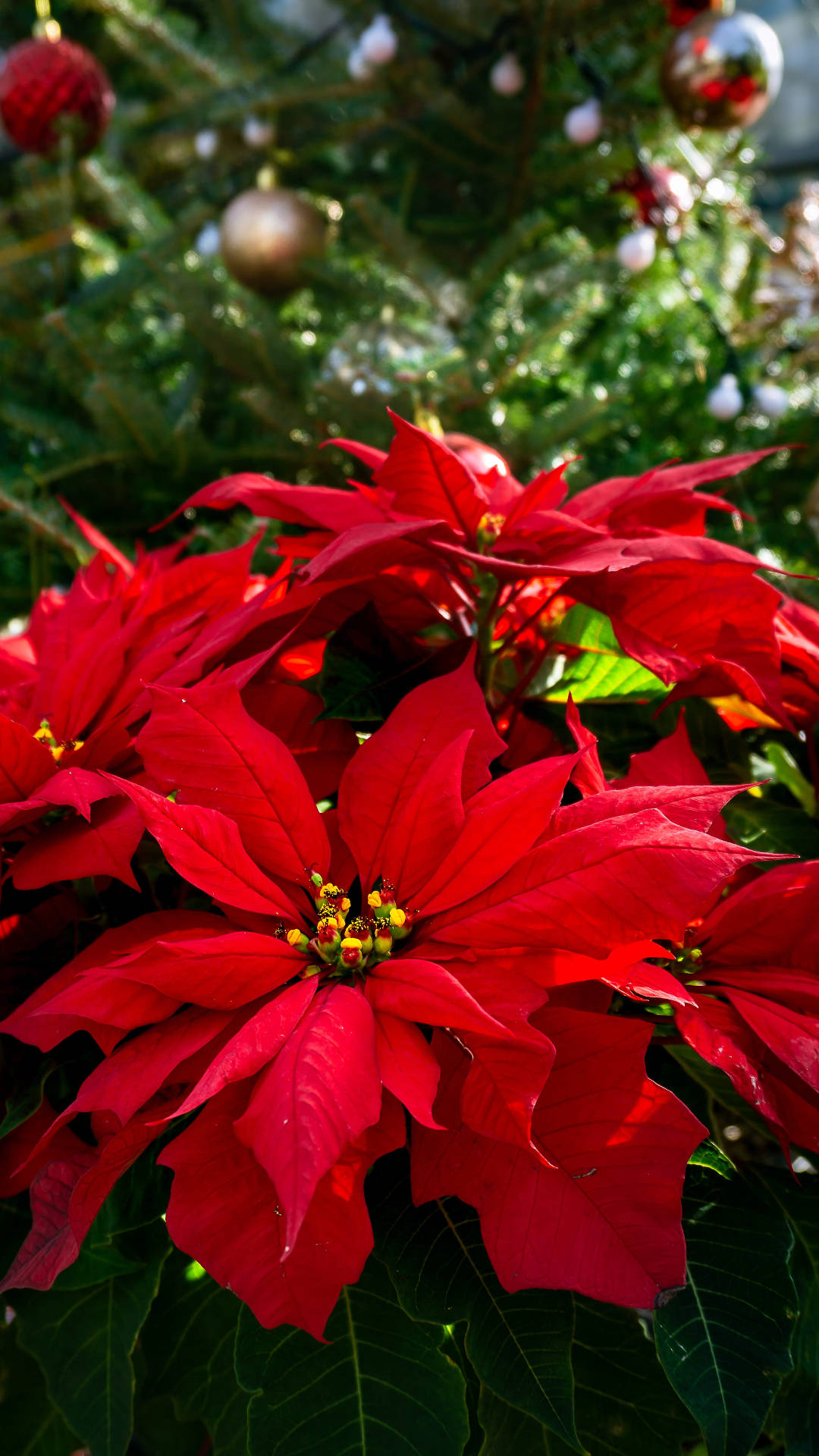 Poinsettia Wallpaper