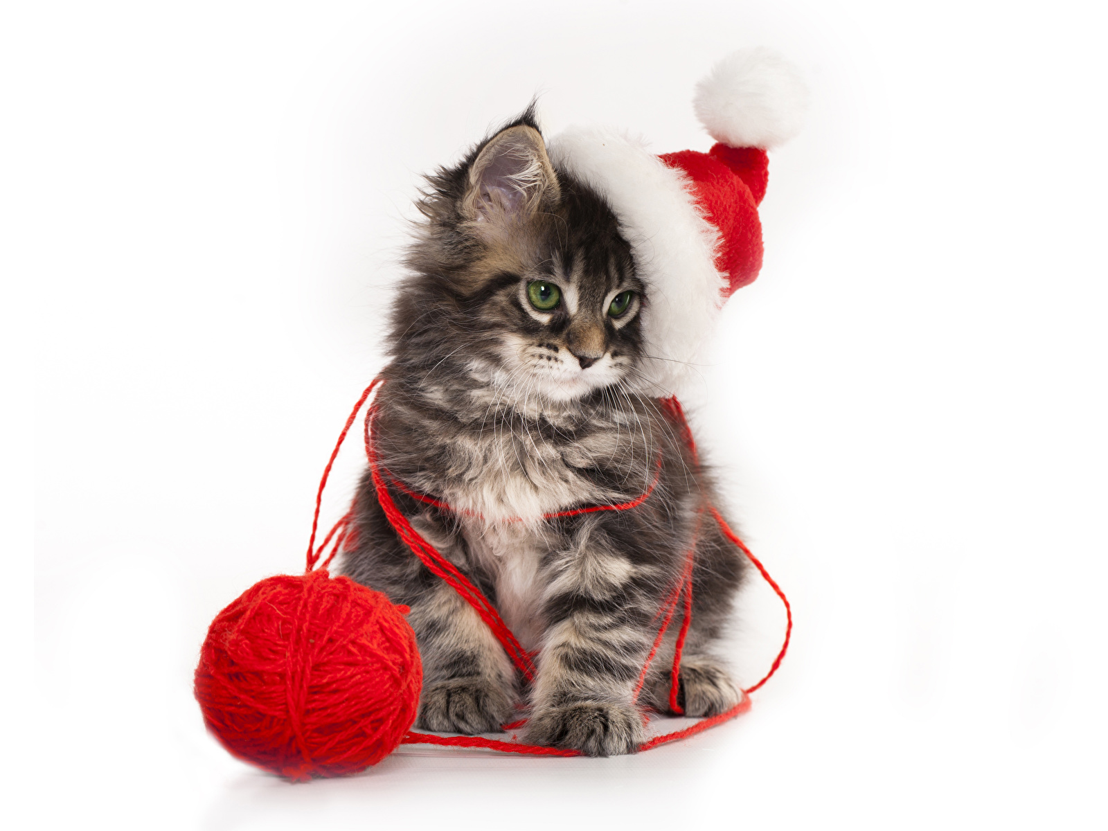 Image Kittens Cats New year Winter hat