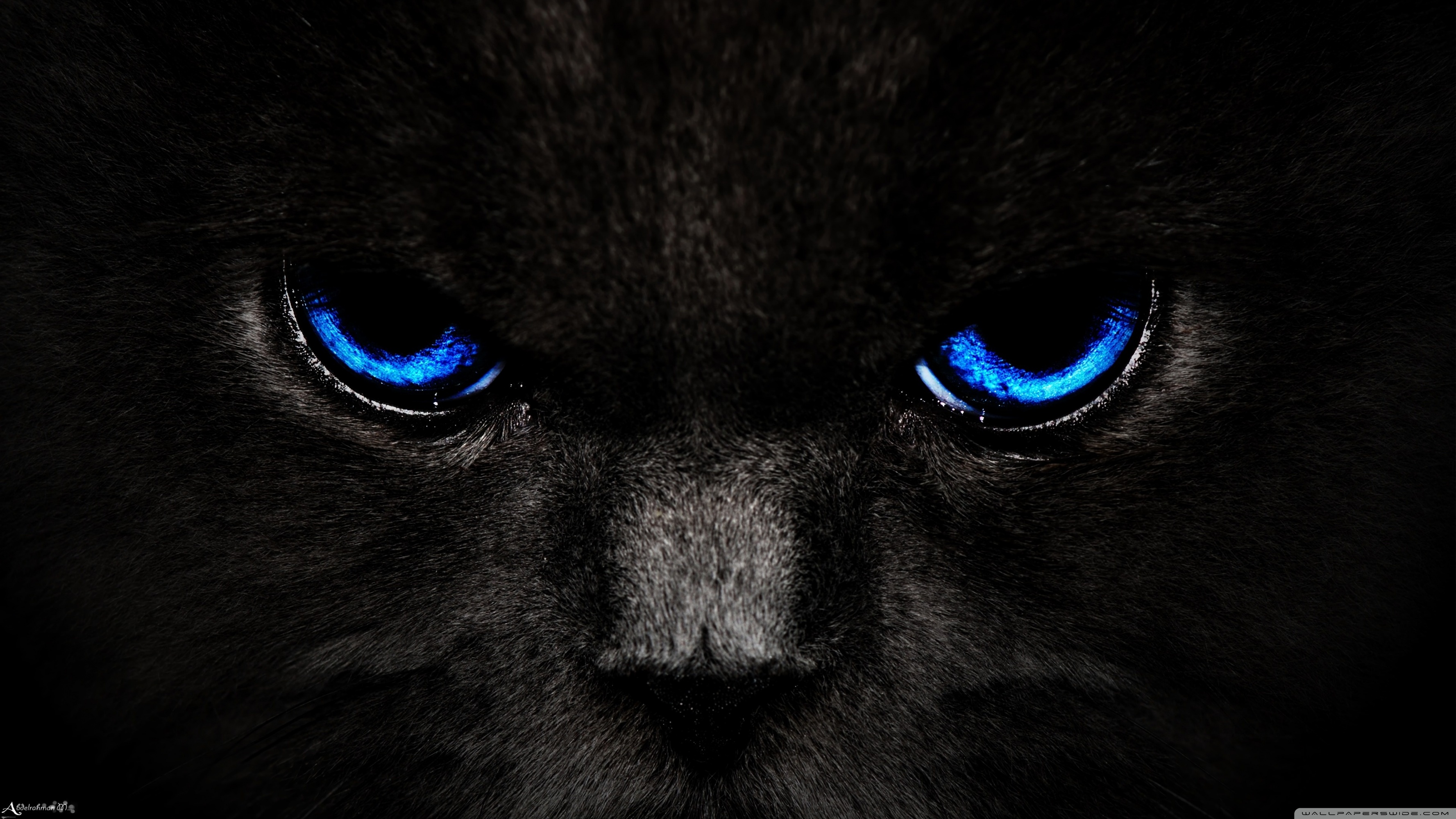 Black Cat, Blue Eyes Ultra HD Desktop Background Wallpaper for 4K UHD TV, Tablet