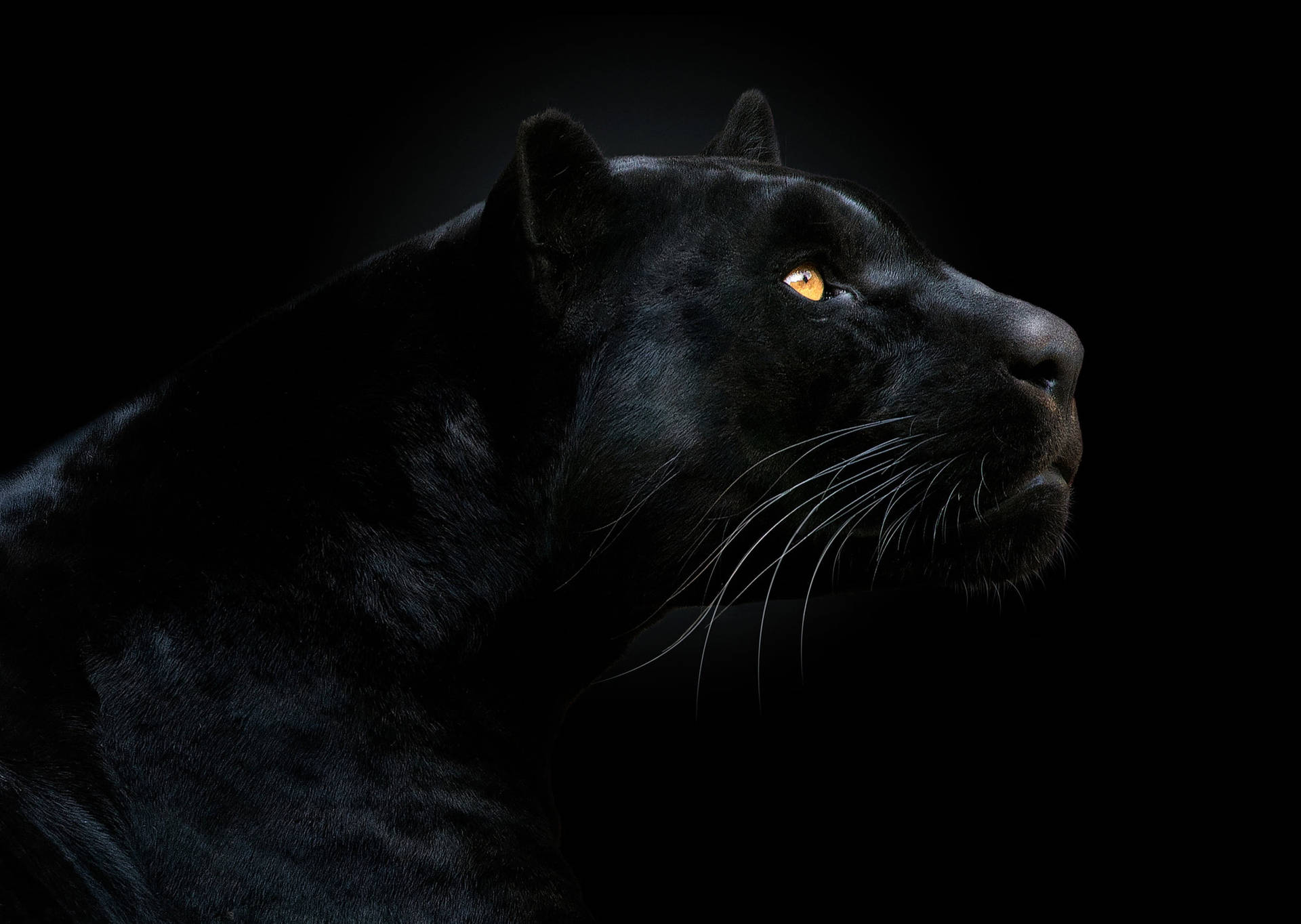 Download Caption: Majestic Stare, Beautiful Black Panther's Eyes in the Night Wallpaper