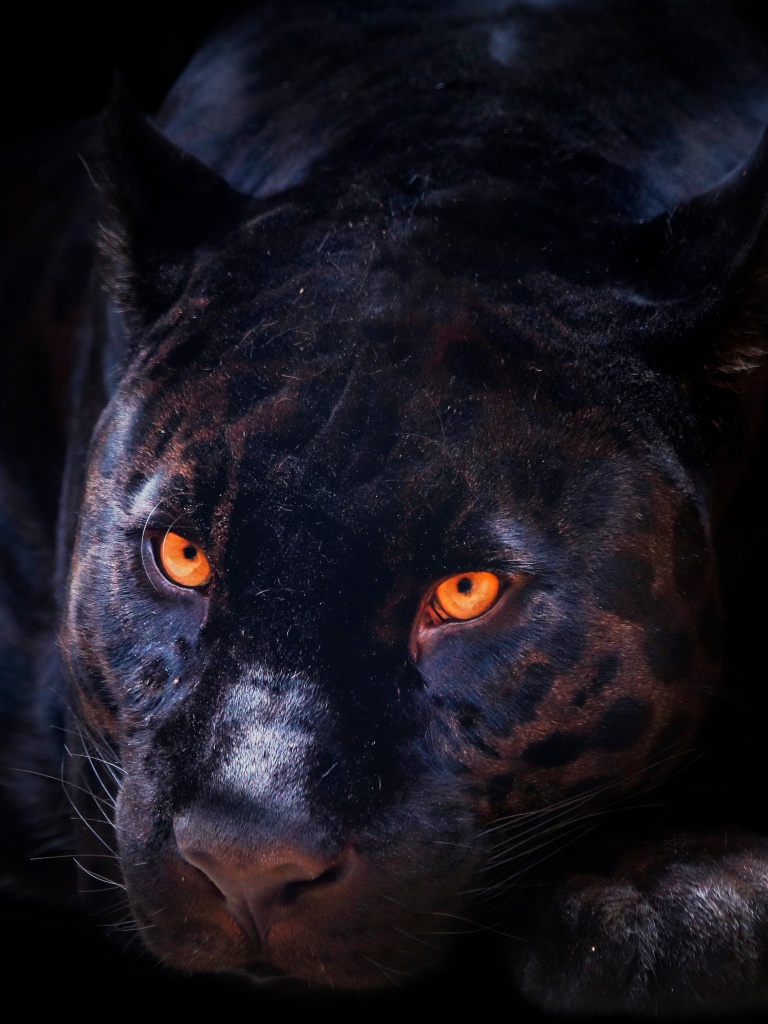 Black Panther Wallpaper 4K, Dark background, Wild Cat, Scary