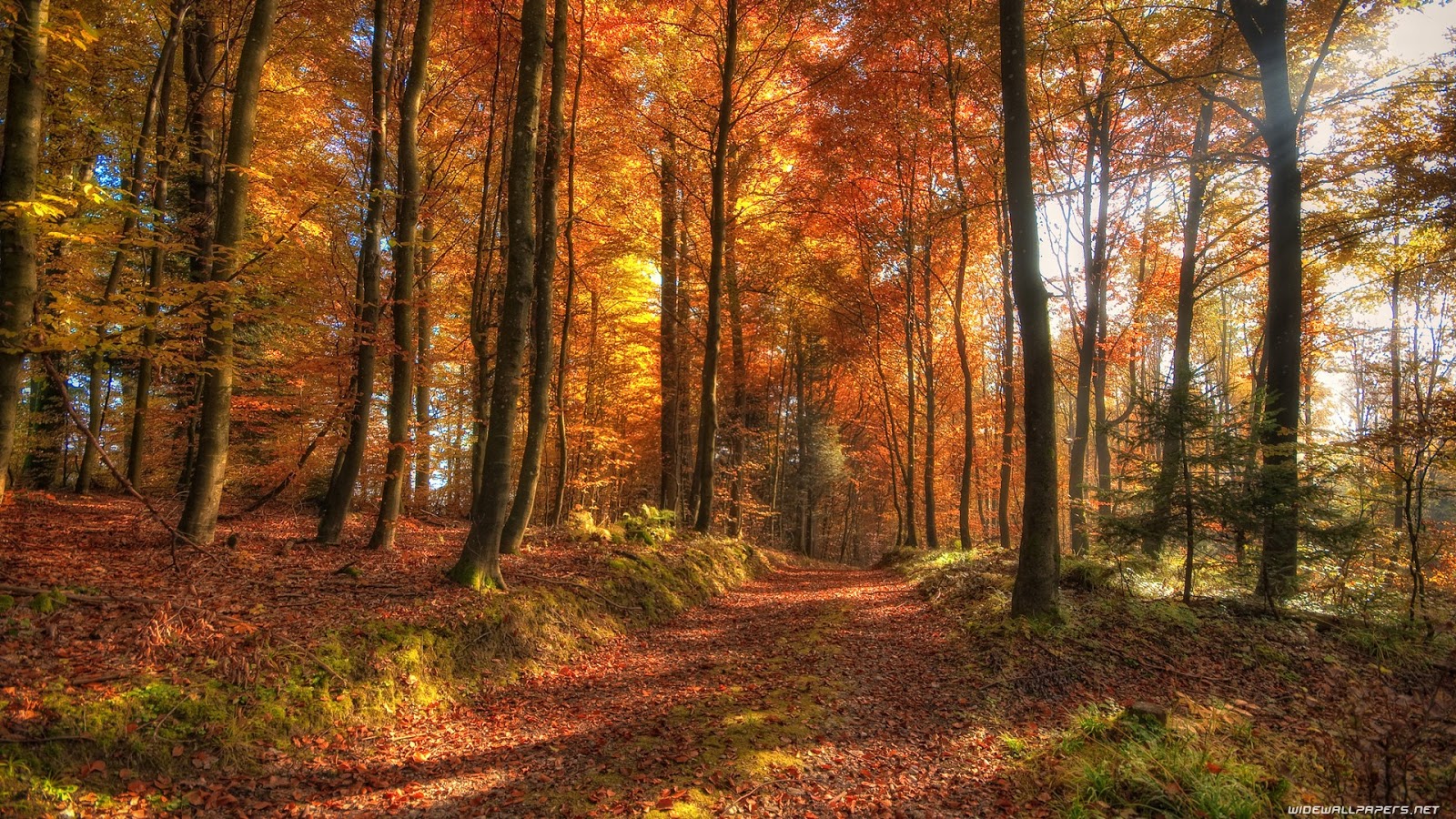 HD Fall Wallpaper for Desktop