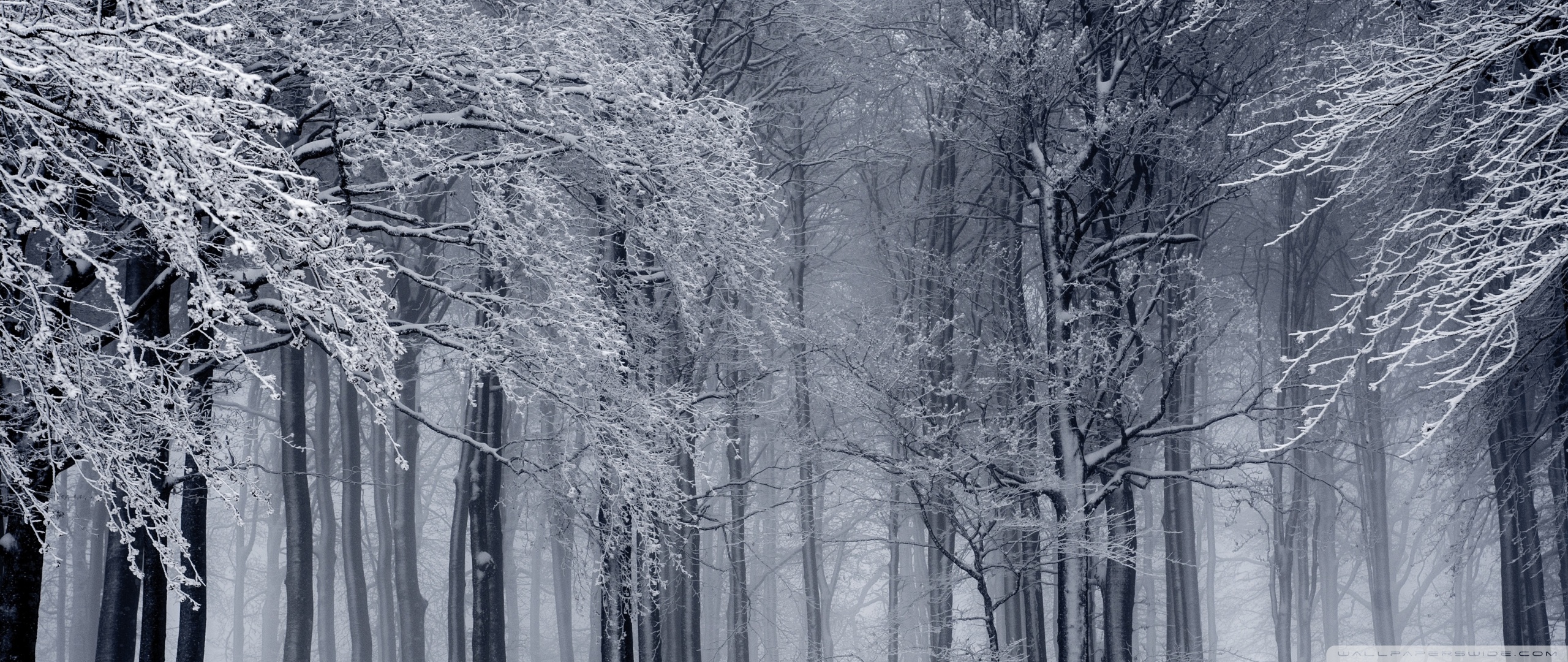 Snowy Forest, Winter 4K UHD Wallpaper for UltraHD Desktop and TV, Widescreen and UltraWide Display, Dual Monitor, Smartphone and Tablet Devices