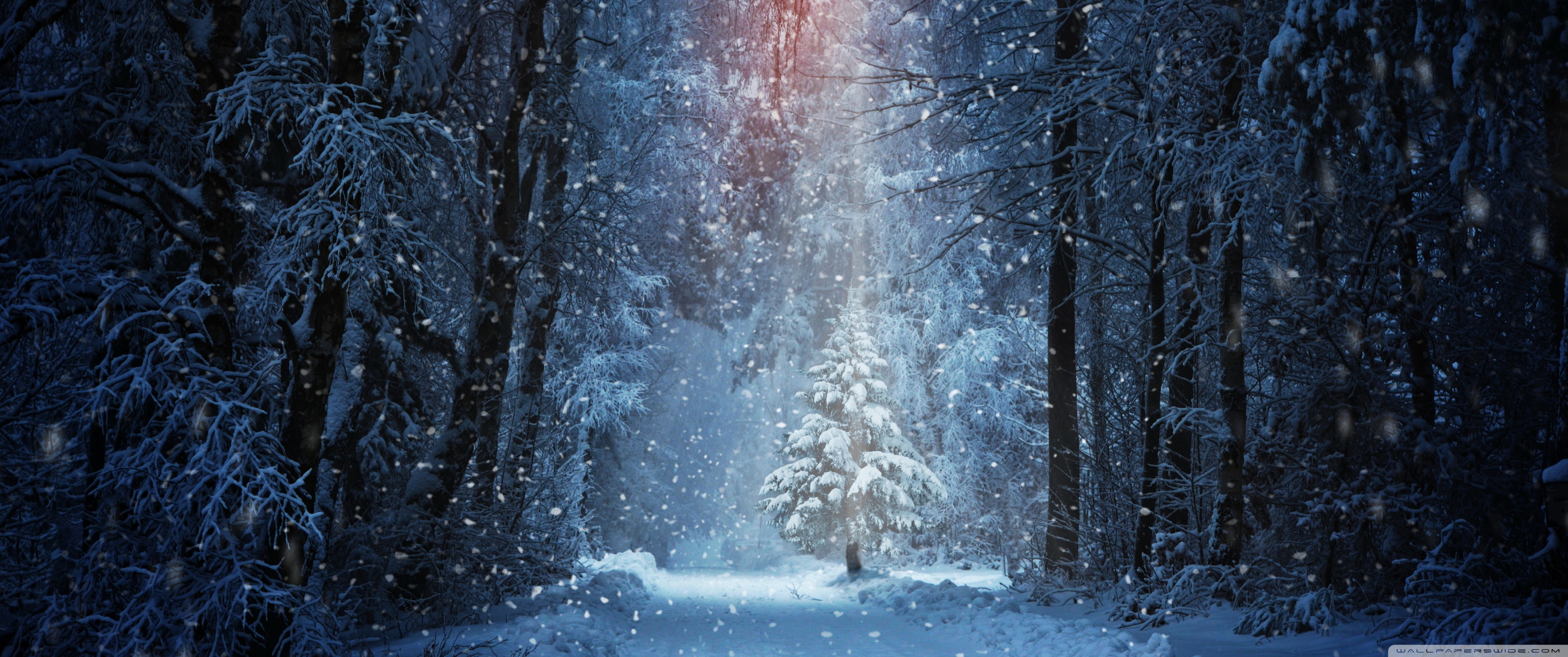 Winter Forest Ultra HD Desktop Background Wallpaper for 4K UHD TV, Widescreen & UltraWide Desktop & Laptop, Tablet