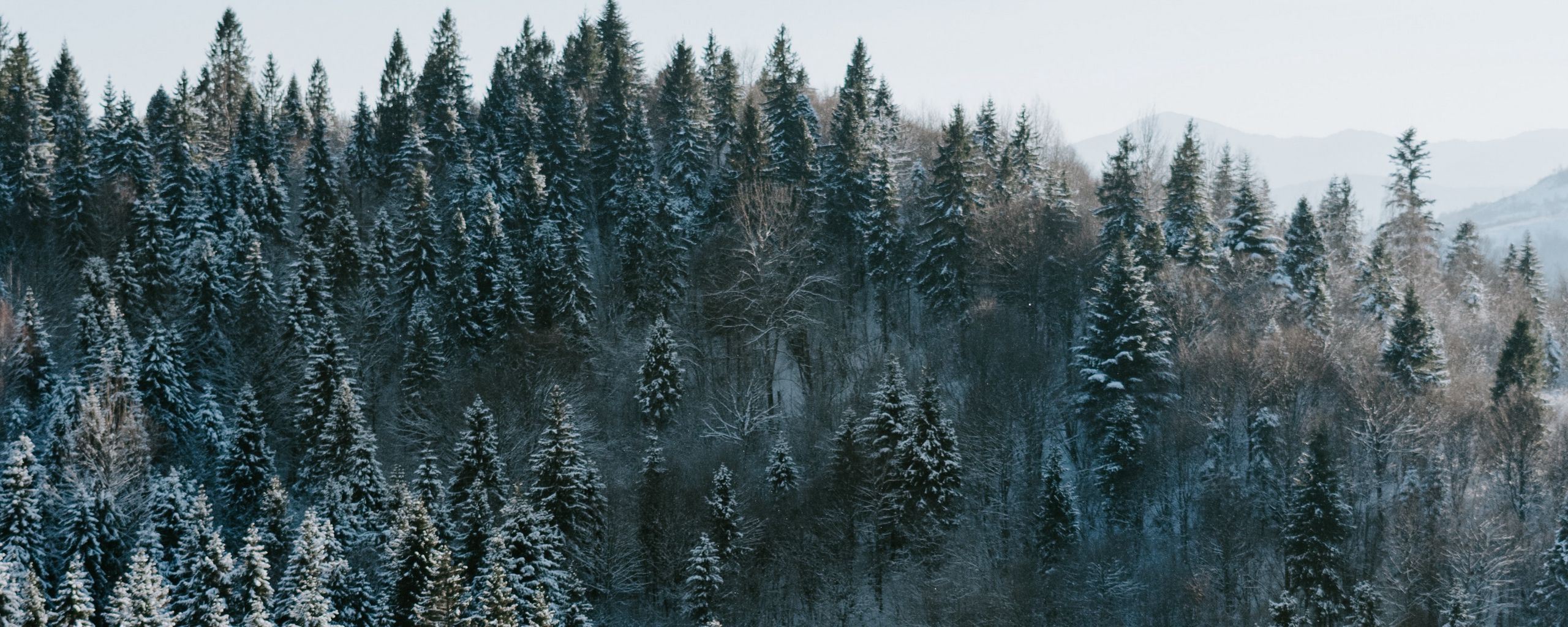 Download wallpaper 2560x1024 trees, winter, forest, aerial view, snowy ultrawide monitor HD background