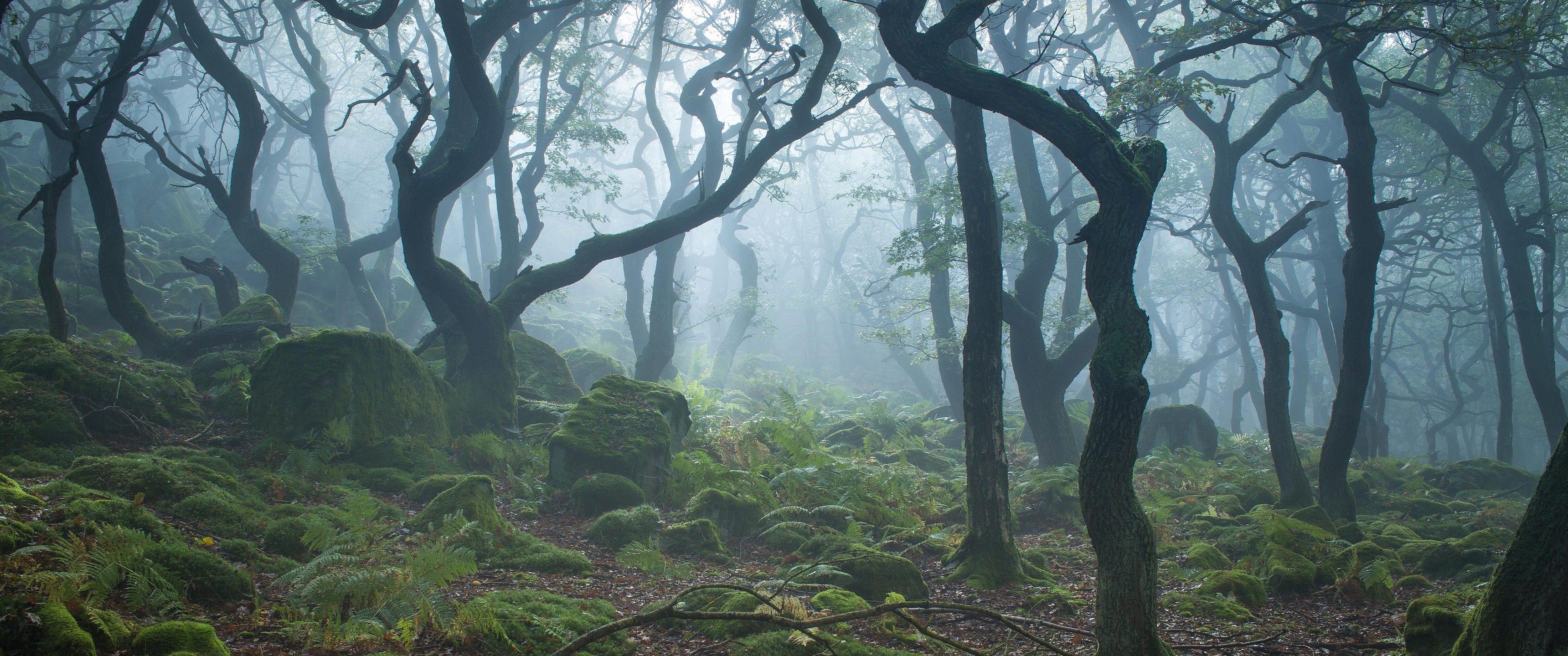 Forest Moss [3440 x 1440]