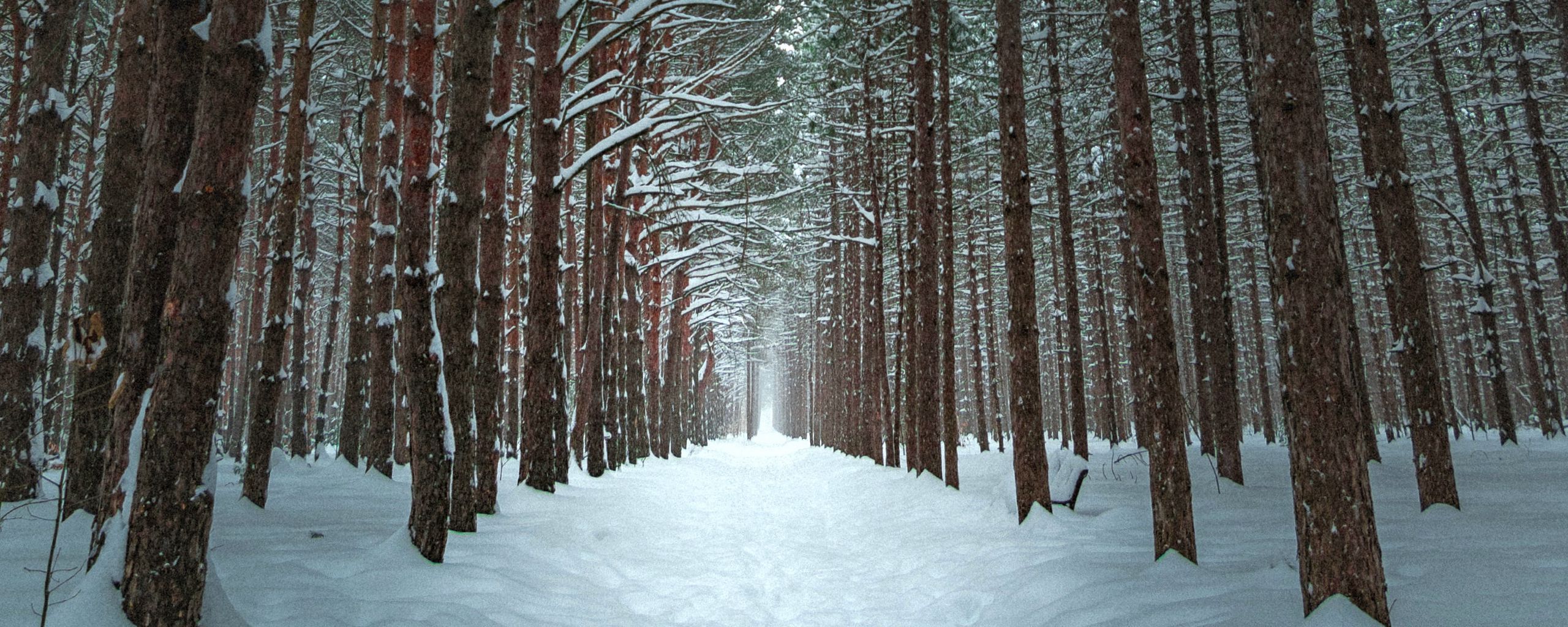 Download wallpaper 2560x1024 winter, forest, trail, snow, trees ultrawide monitor HD background