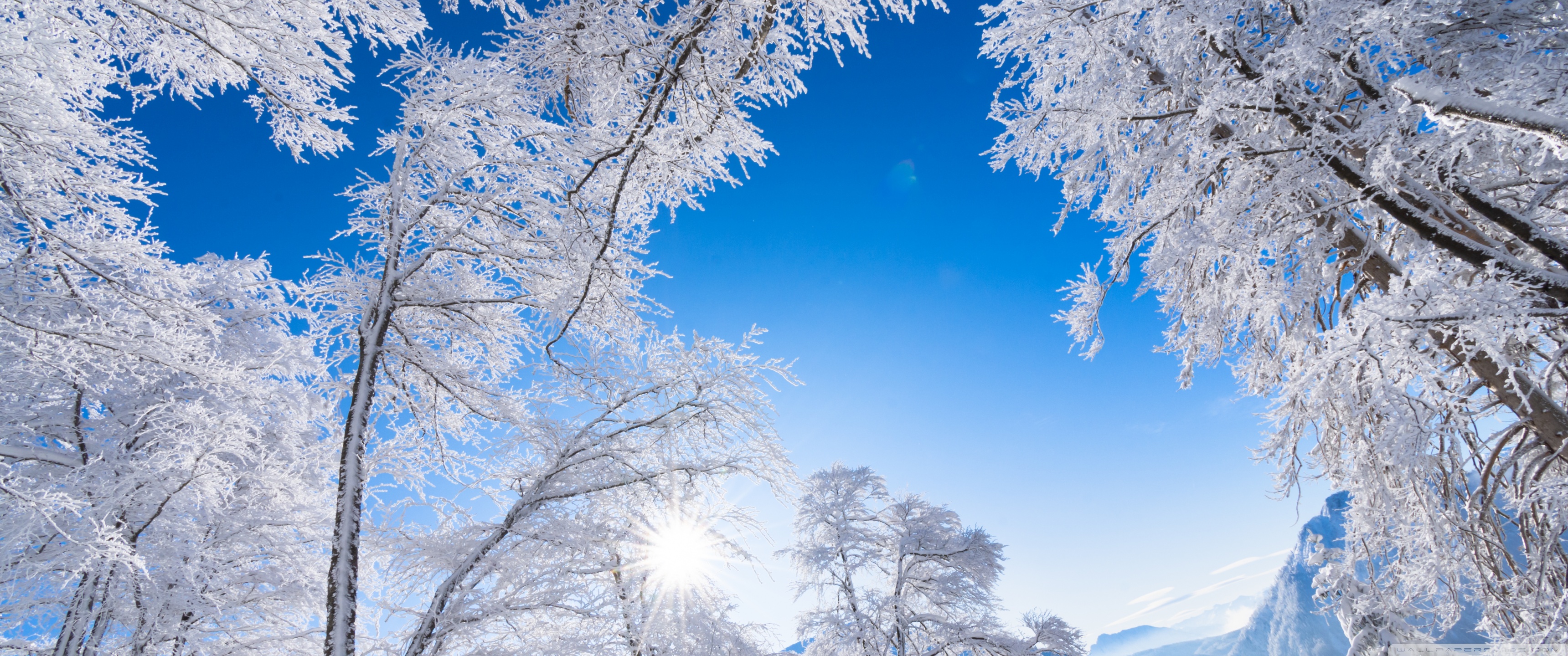 White Winter Mountain Forest Ultra HD Desktop Background Wallpaper for 4K UHD TV, Widescreen & UltraWide Desktop & Laptop, Tablet
