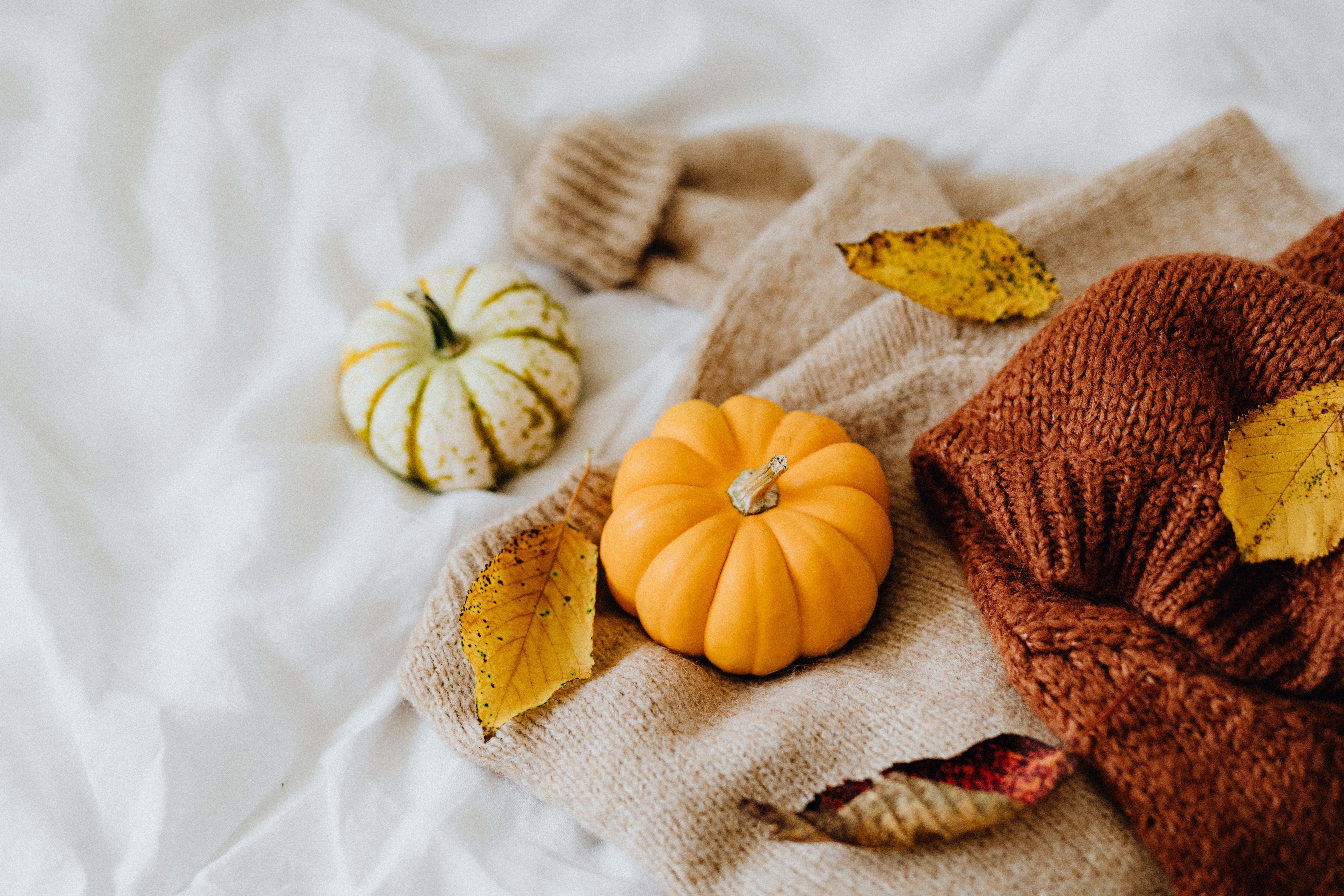 Download Free Thanksgiving Zoom Background