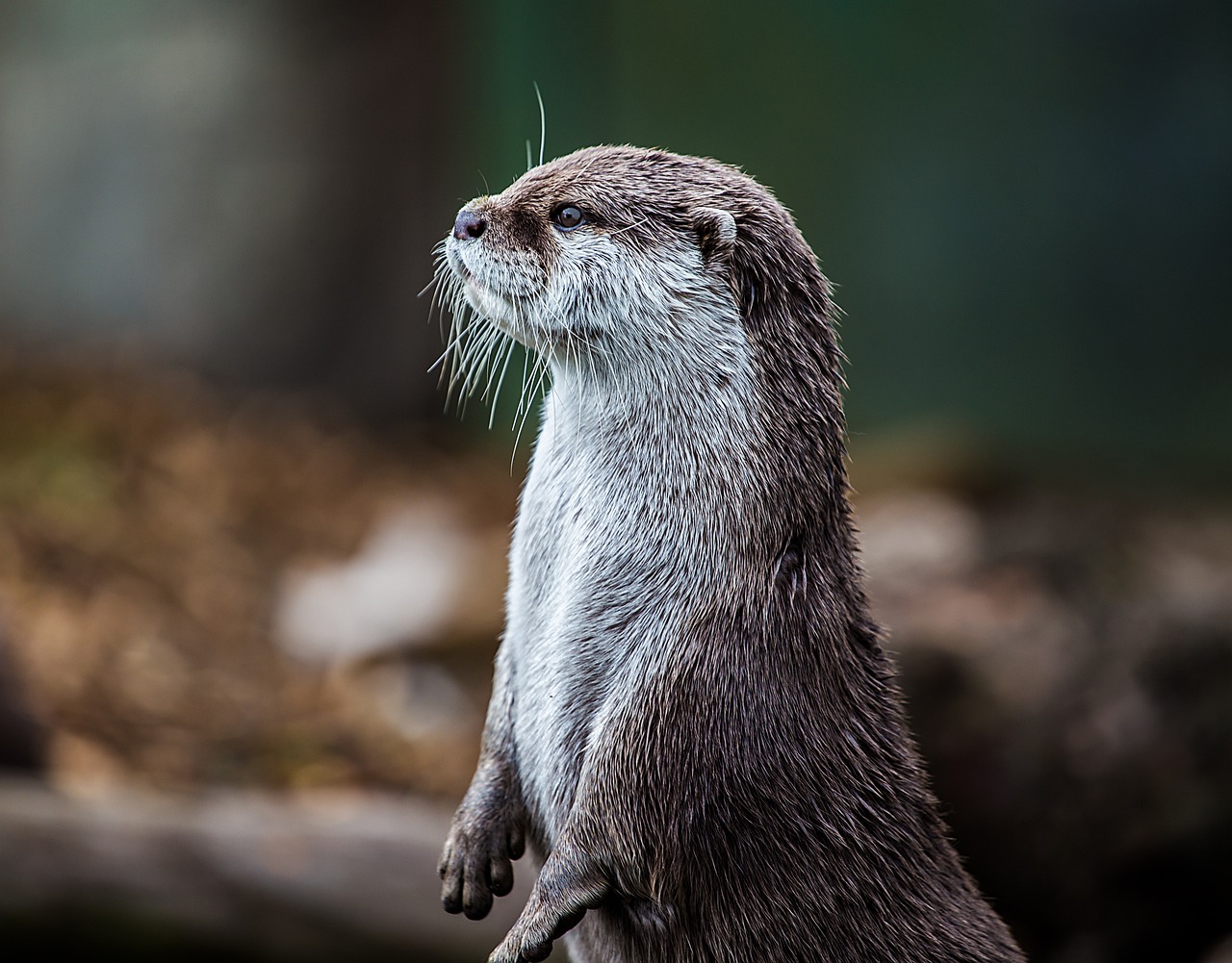 Free Otters & Nature Image