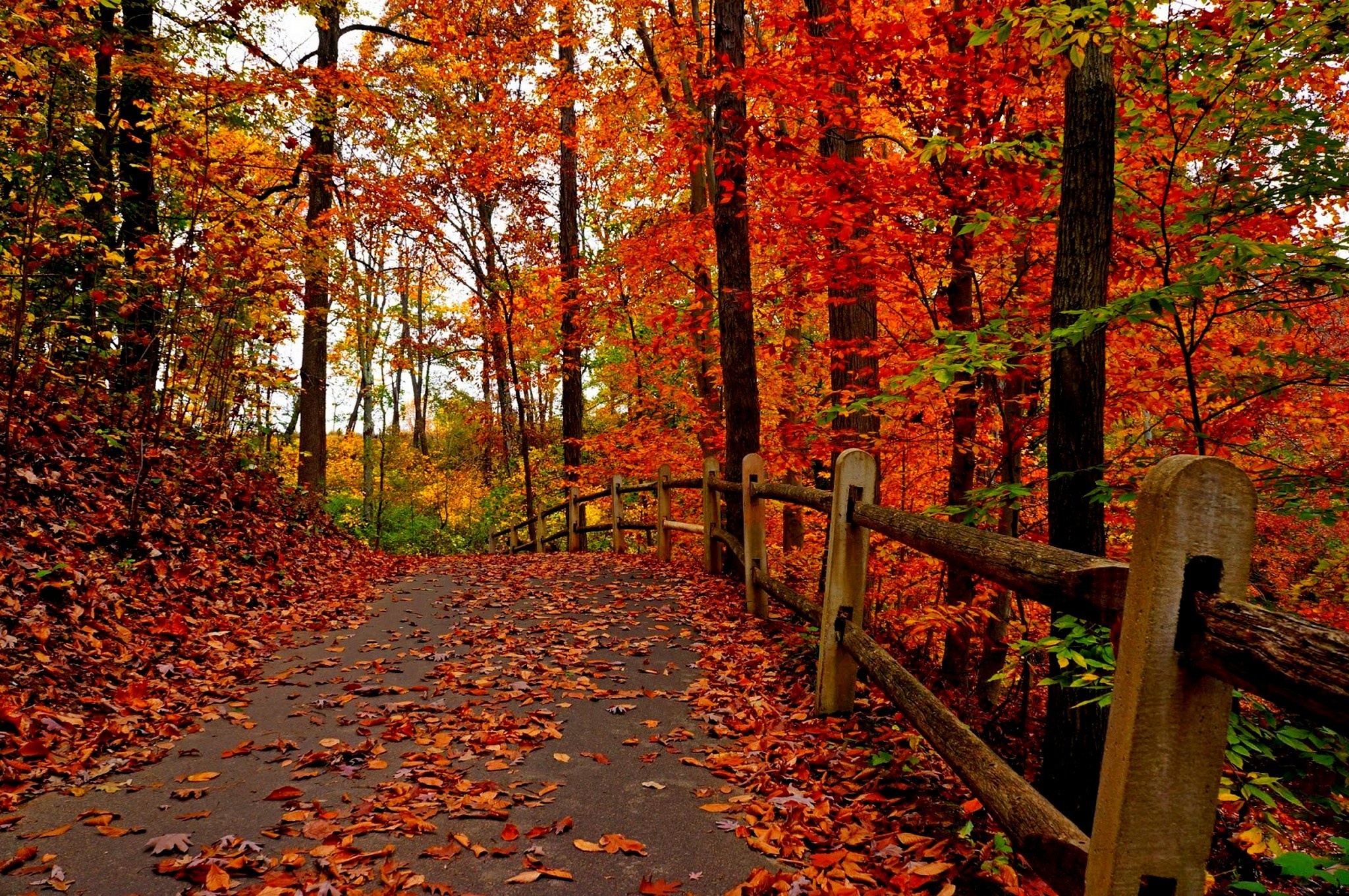 Nature trees colorful road autumn path forest leaves park wallpaperx1361