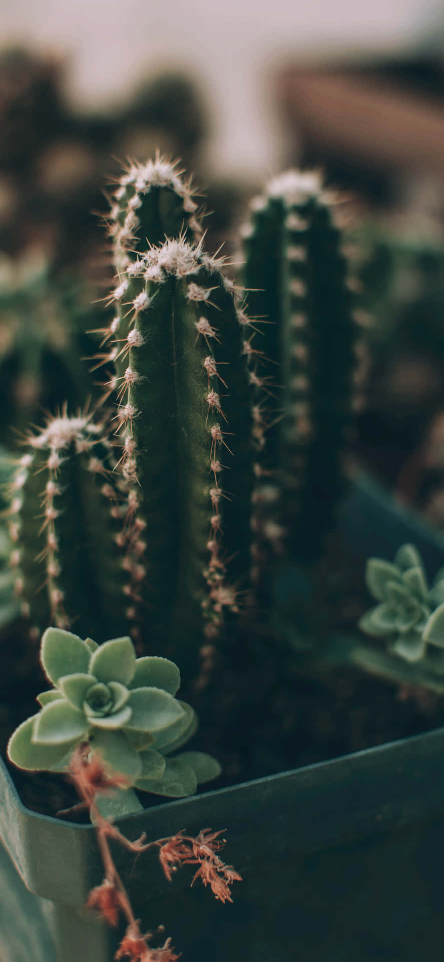 Cactus iPhone Wallpaper