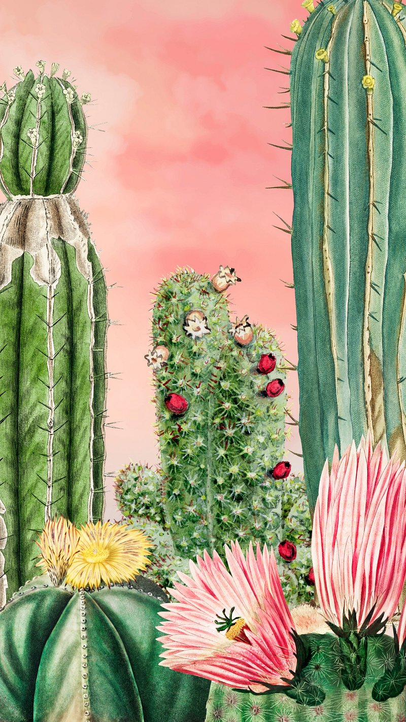 Cactus Wallpaper Image. Free Photo