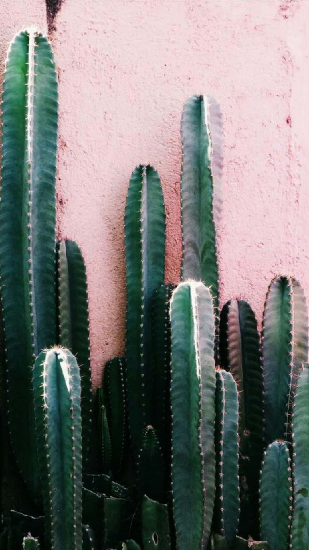 Download Get your hands on the vibrant Cactus iPhone today! Wallpaper