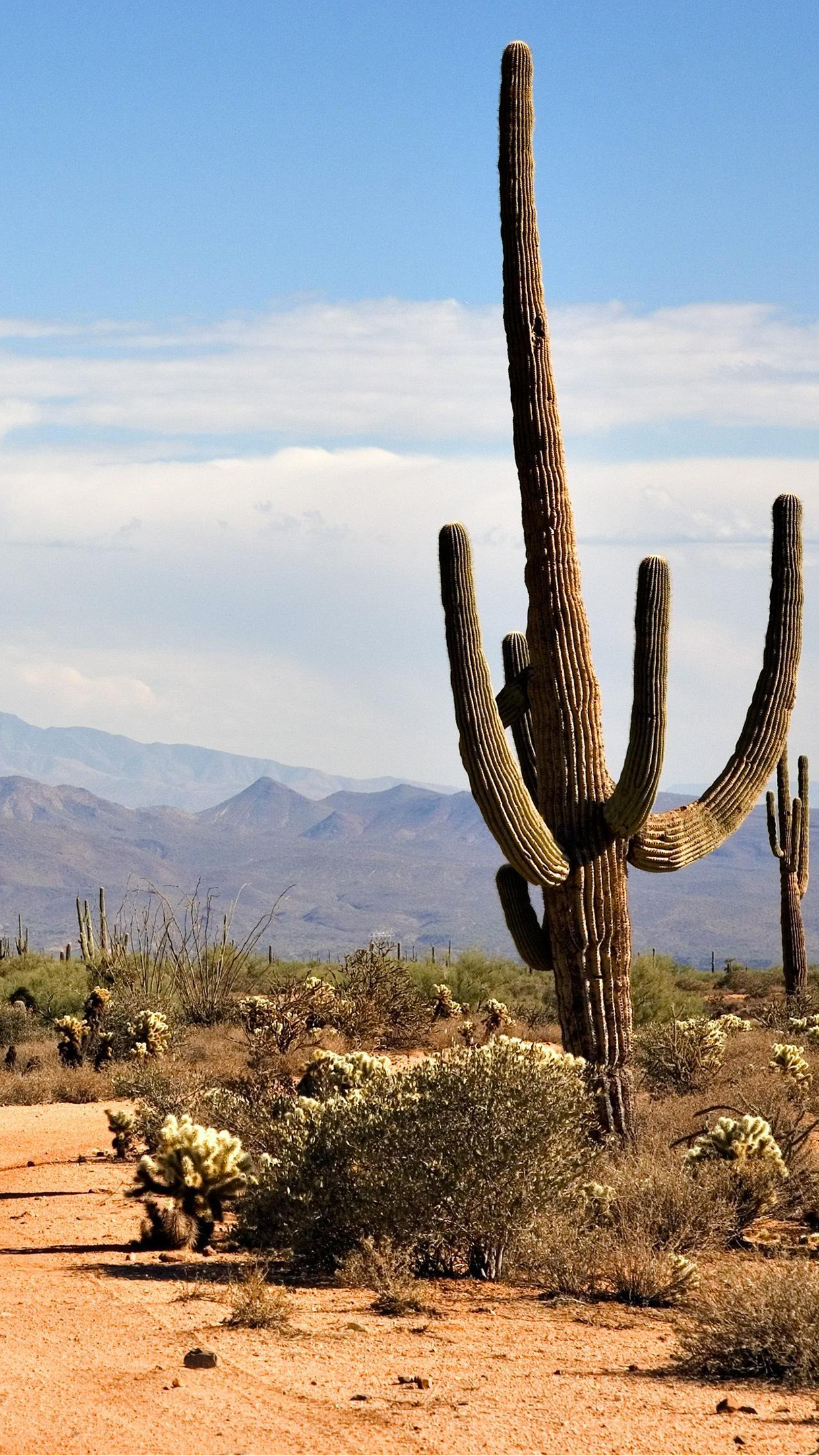 Cactus Wallpaper for iPhone 11, Pro Max, X, 8, 7, 6