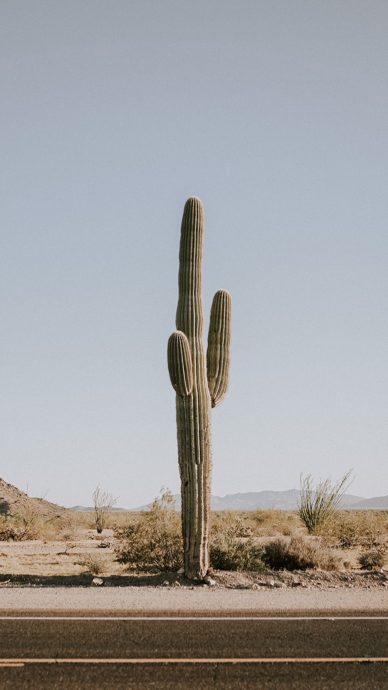 Download wallpaper 1350x2400 cactus, road, desert, mountains iphone 8+/7+/6s+/for parallax HD background