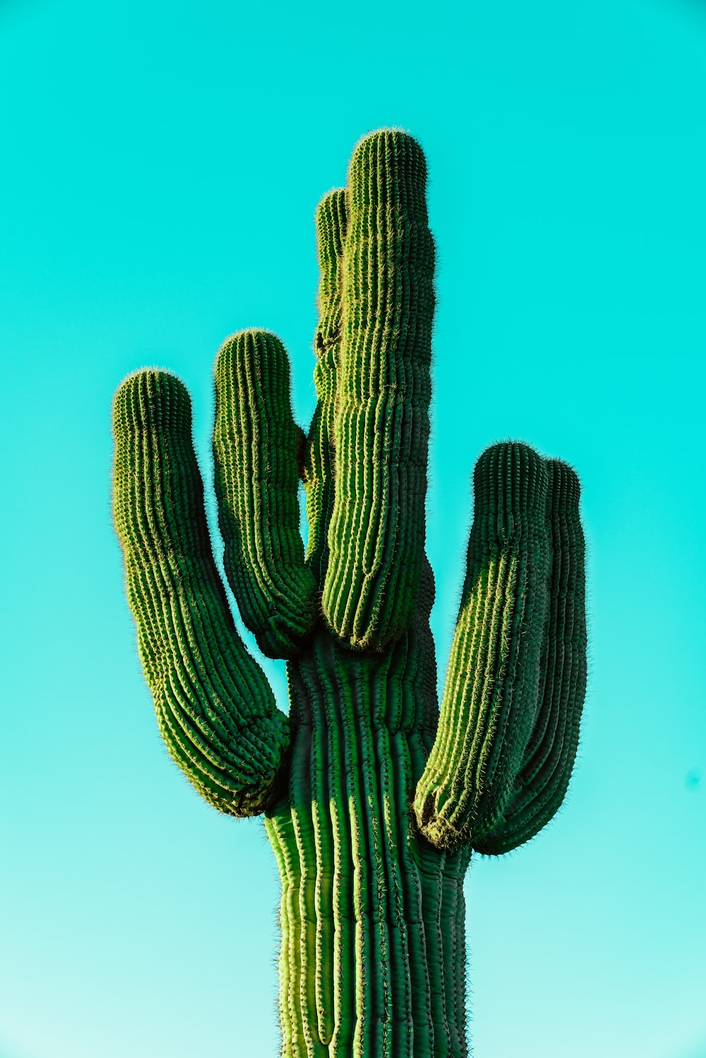 Cactus Wallpaper: Free HD Download [HQ]
