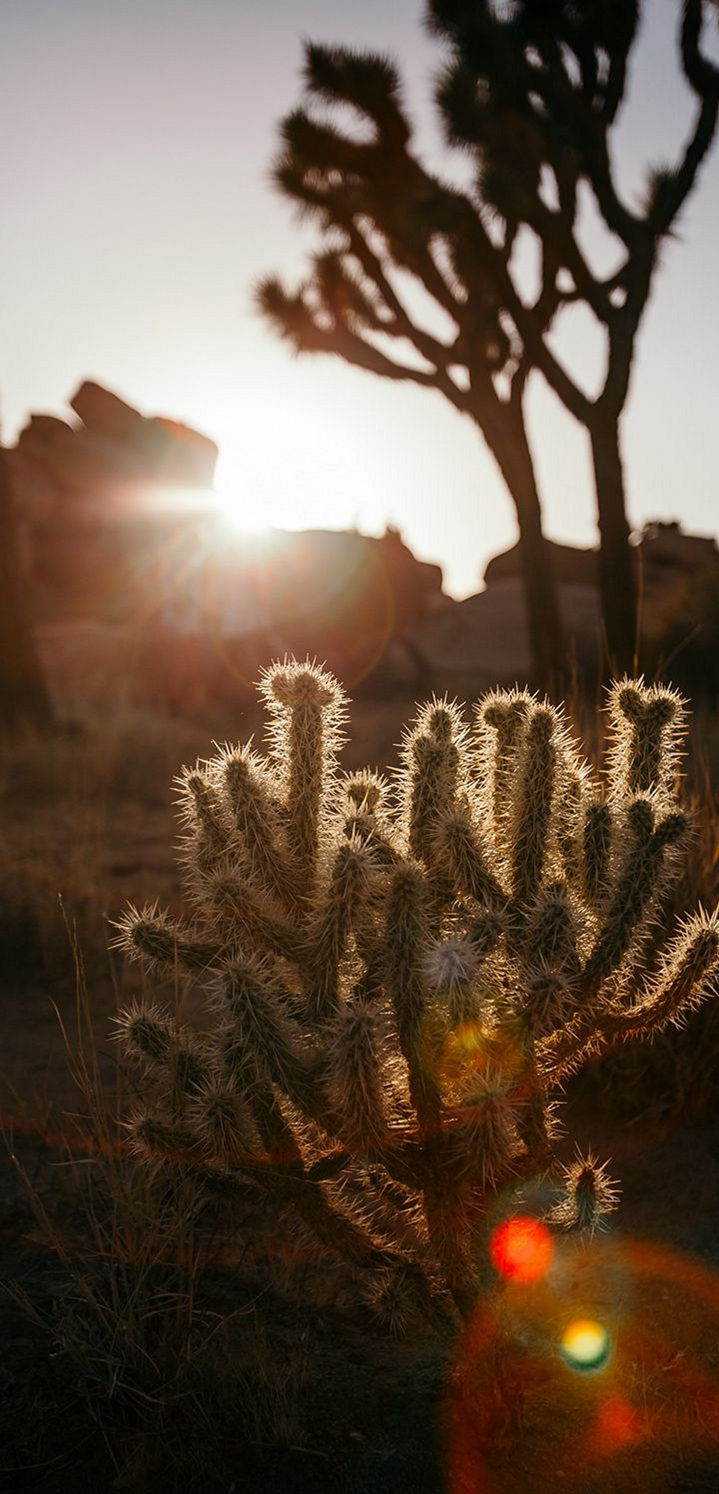 Cactus Wallpaper Download