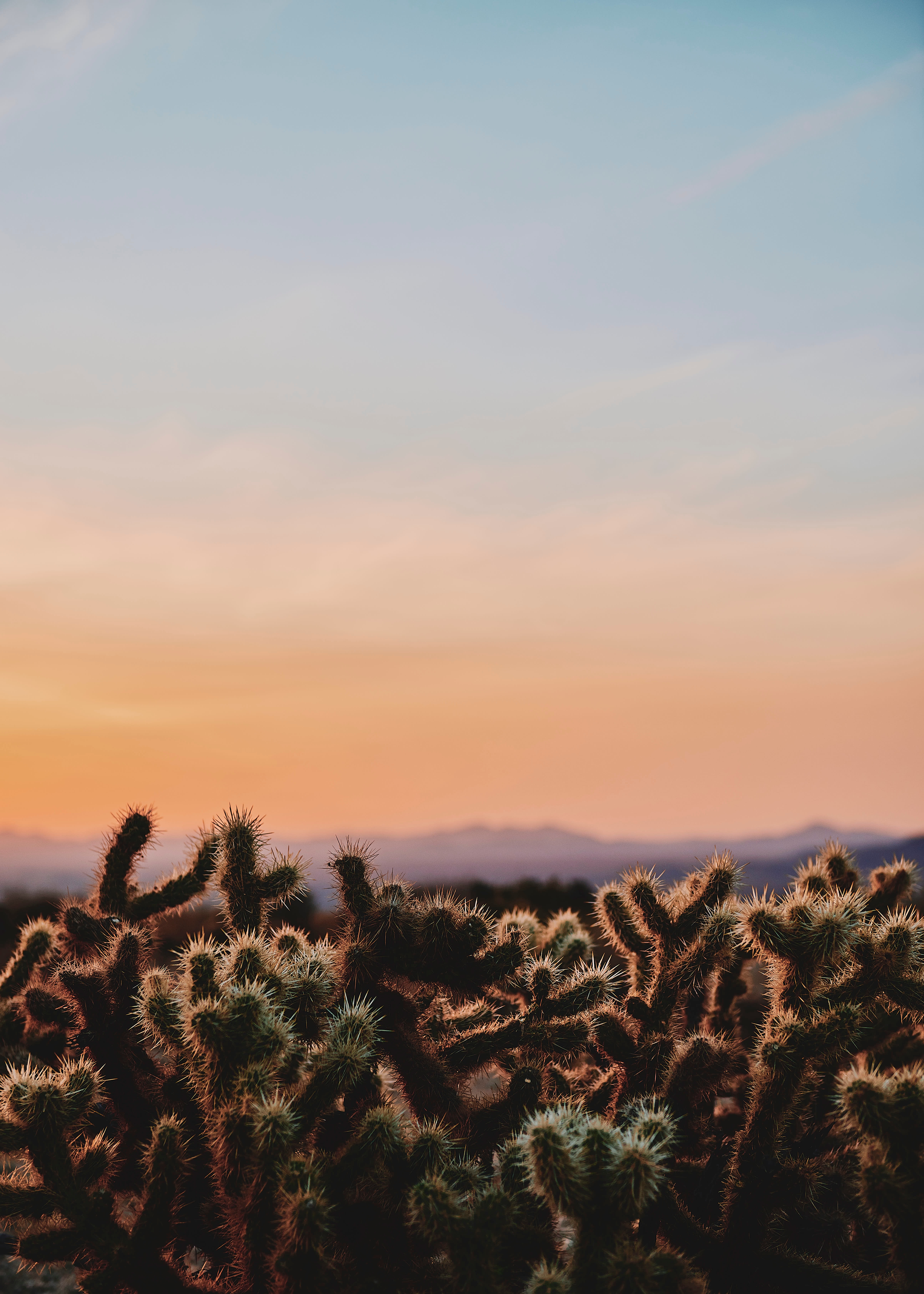Mobile wallpaper: Spiny, Barbed, Joshua Three National Park, Evening, United States, Nature, Cactus, California, Desert, Wildlife, Usa, 116683 download the picture for free