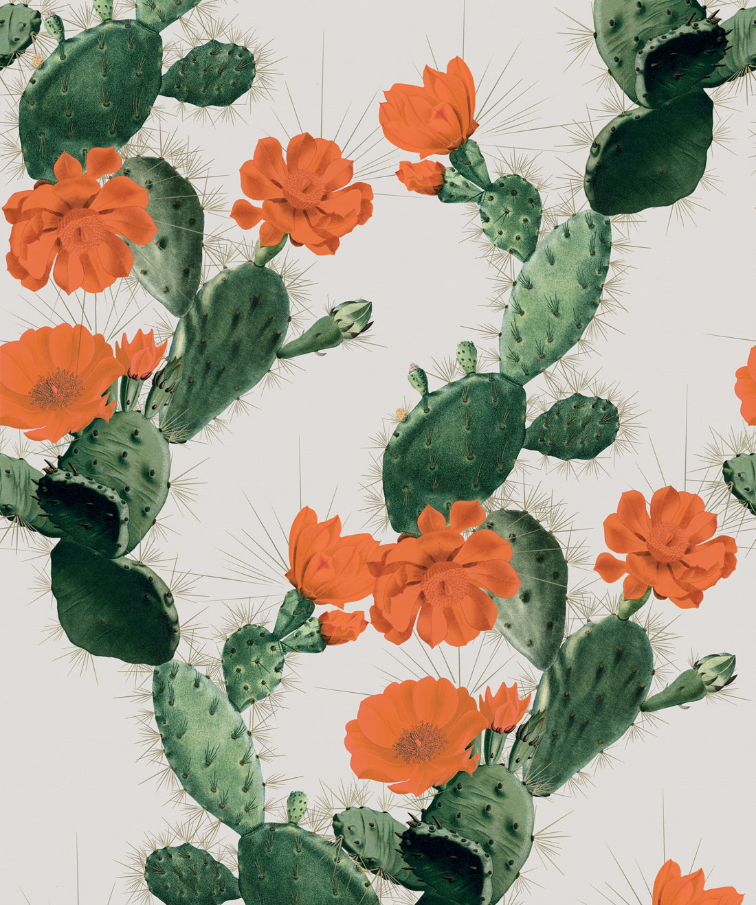 Cactus Wallpaper • Bold Alluring Cacti