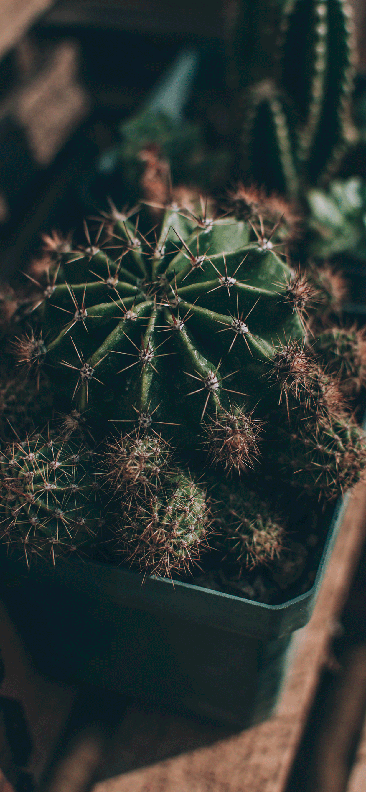 Cactus Wallpaper for iPhone 11, Pro Max, X, 8, 7, 6