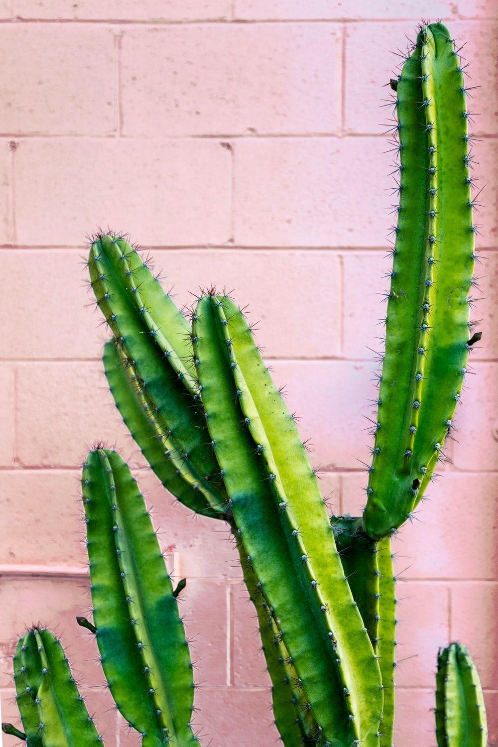 Cactus iPhone Wallpaper