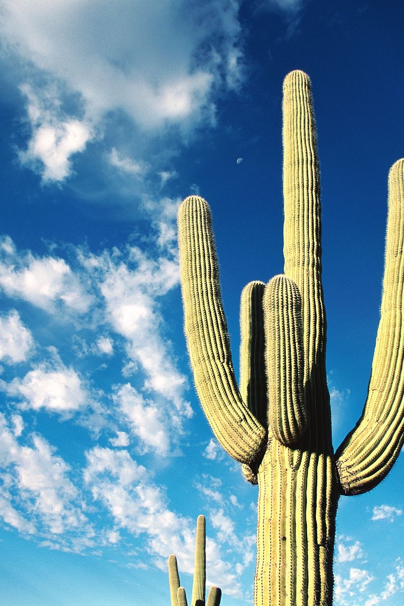Download Wallpaper 800x1200 Cactus, Thorns, Desert, Sky, Clouds Iphone 4s 4 For Parallax HD Background