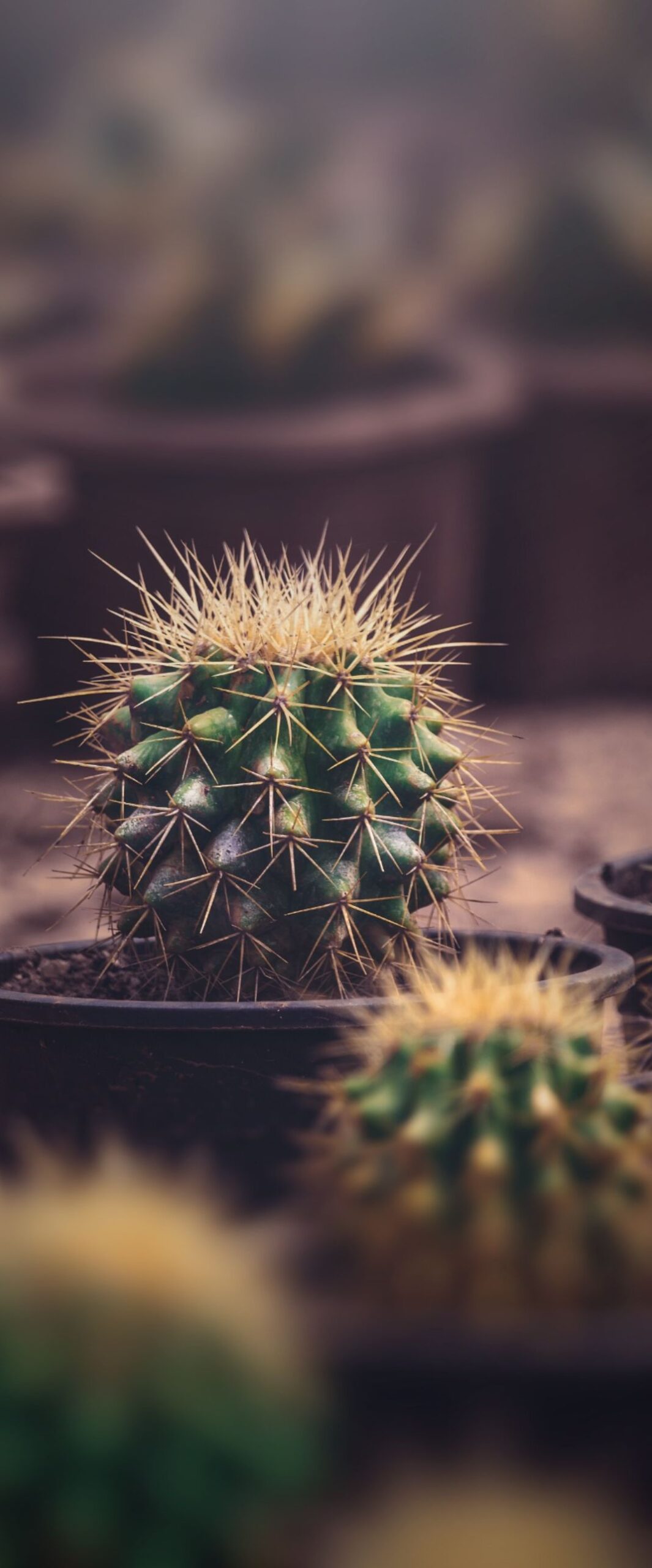 Best Cactus iPhone Wallpaper [ 4k & HD Quality ]