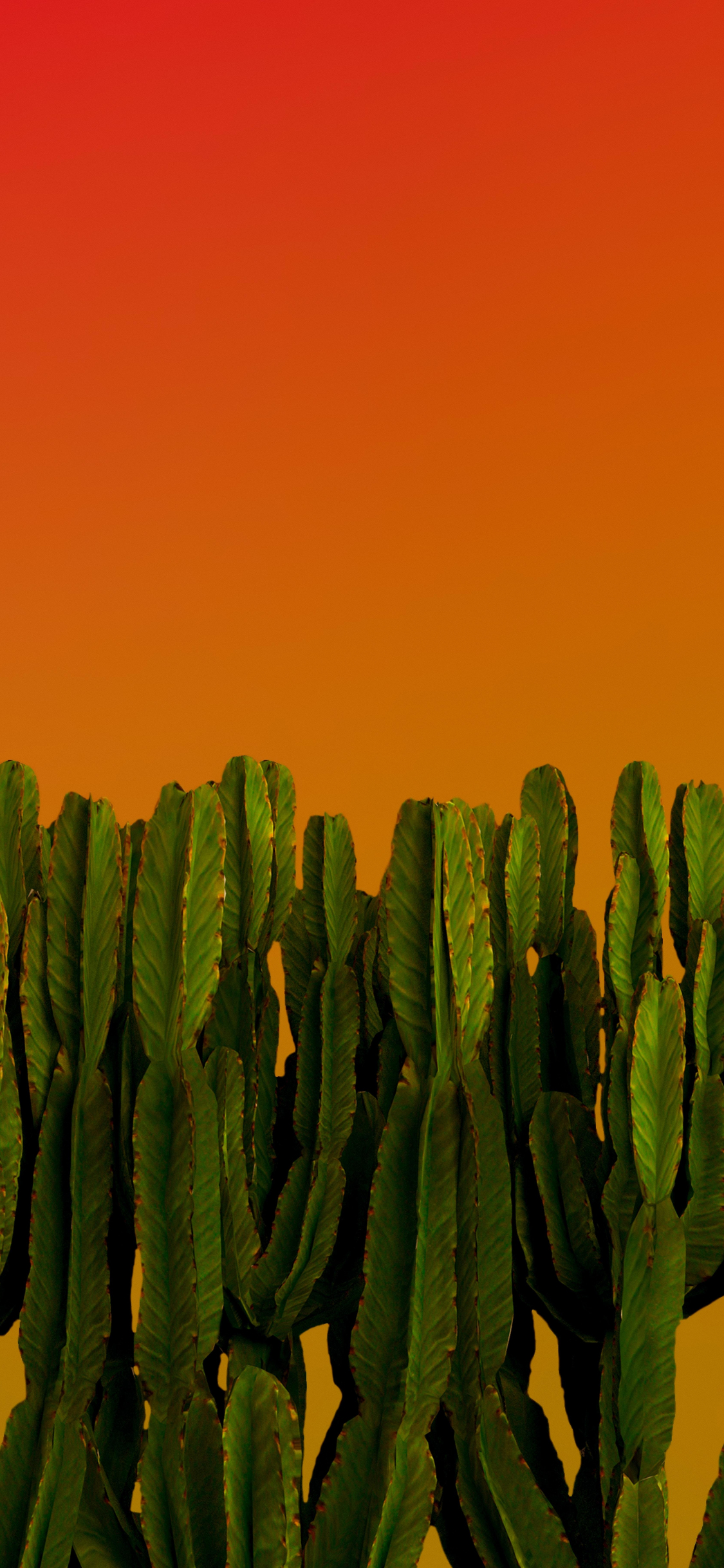 Download wallpaper 1125x2436 cactus, green plants, desert plants, iphone x, 1125x2436 HD background, 25747