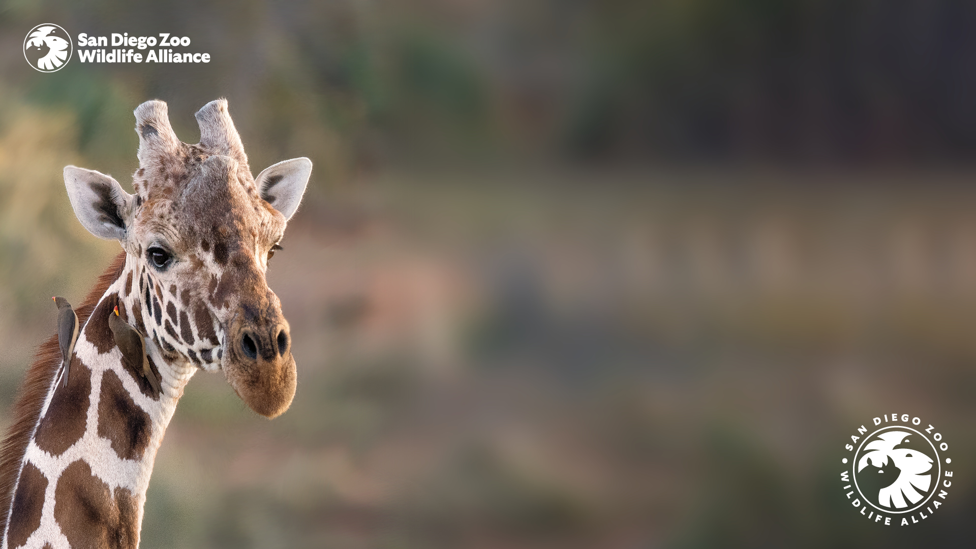 Zoom Background. San Diego Zoo