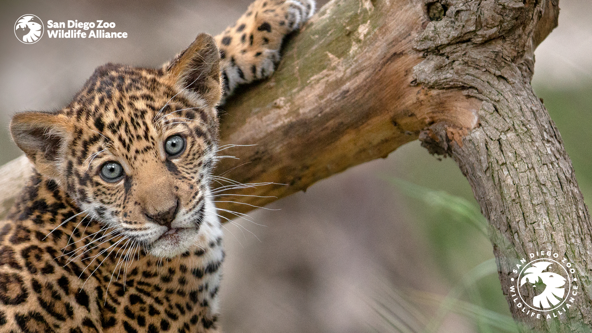 Zoom Background. San Diego Zoo