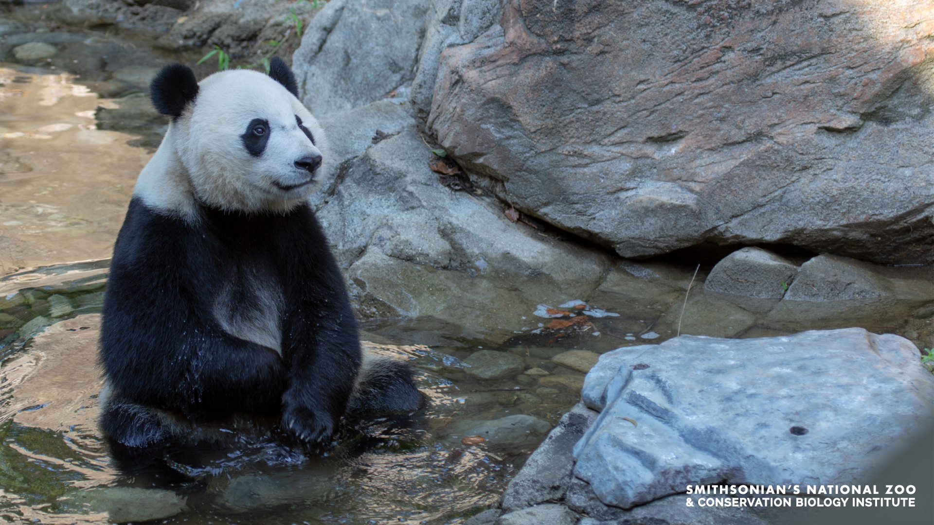 Free Zoom Background. Smithsonian's National Zoo
