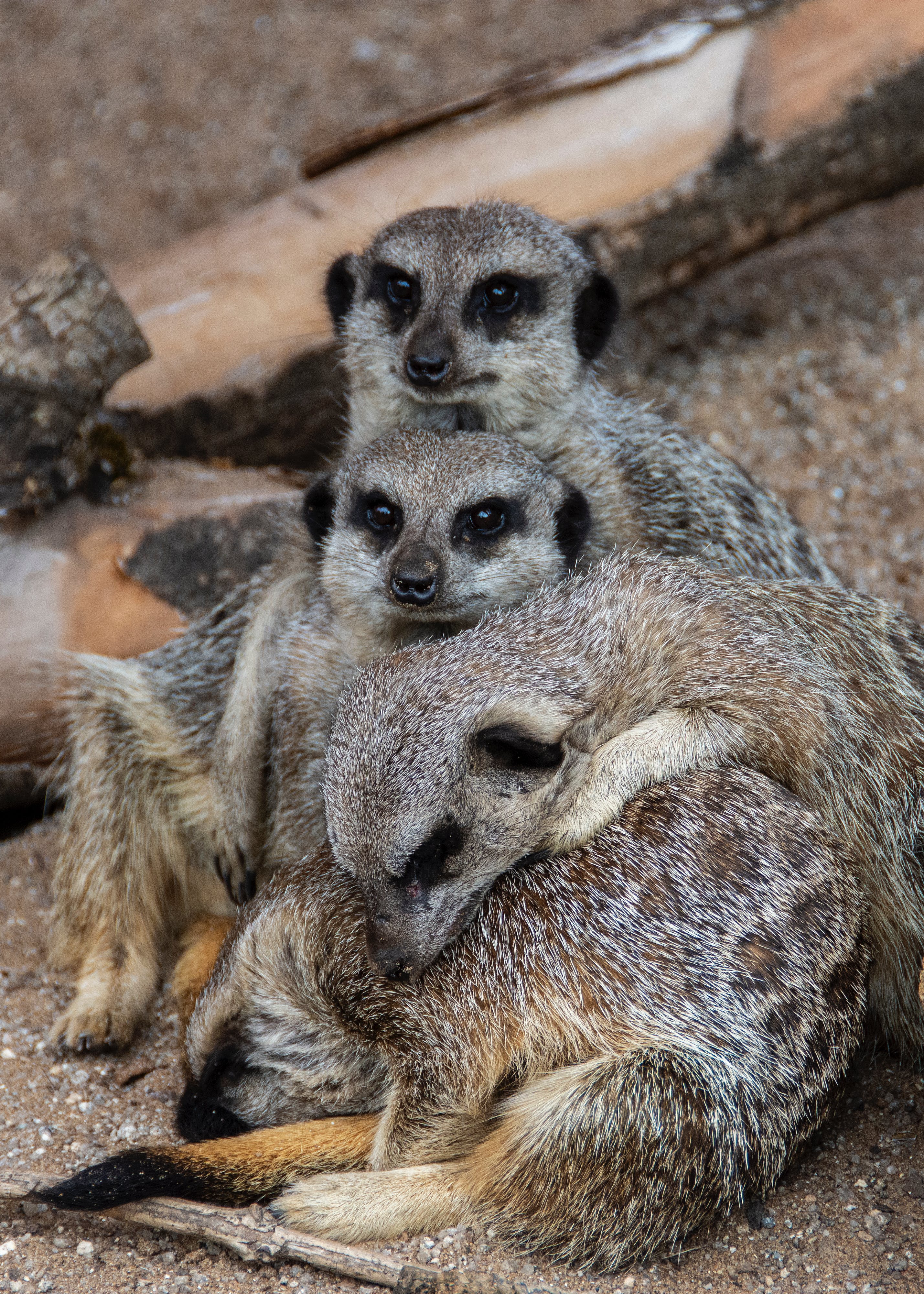 Zoo Animals Photo, Download The BEST Free Zoo Animals & HD Image