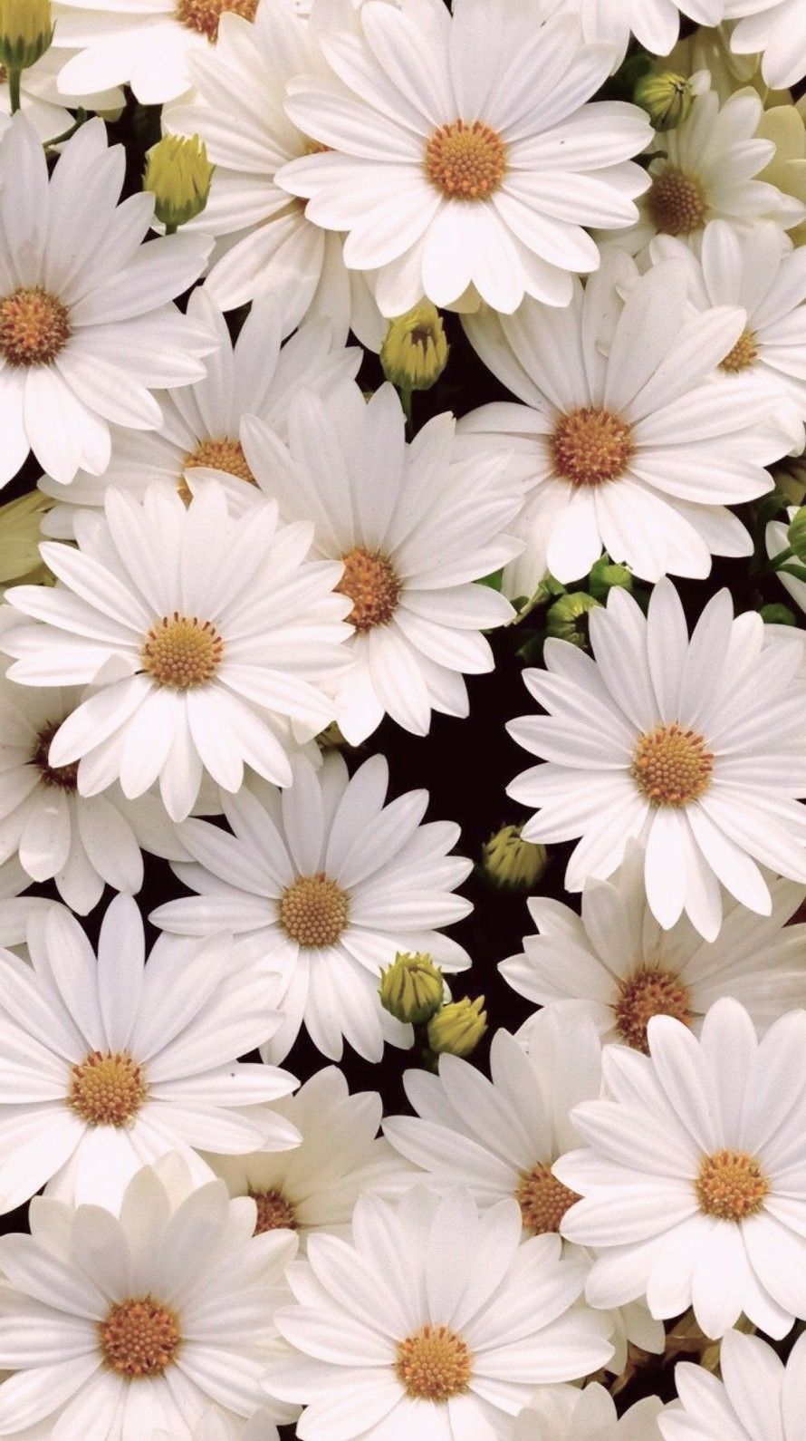 Daisies