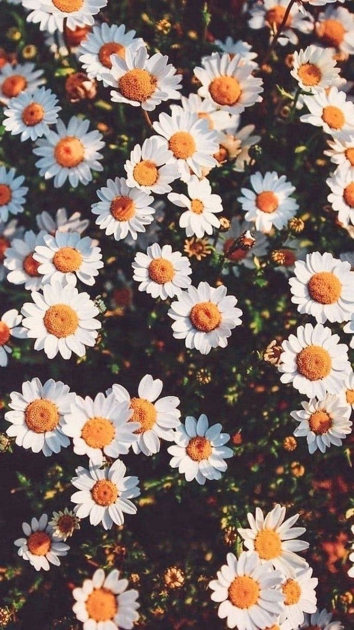 Download White Daisy Aesthetic With Sunlight Wallpaper