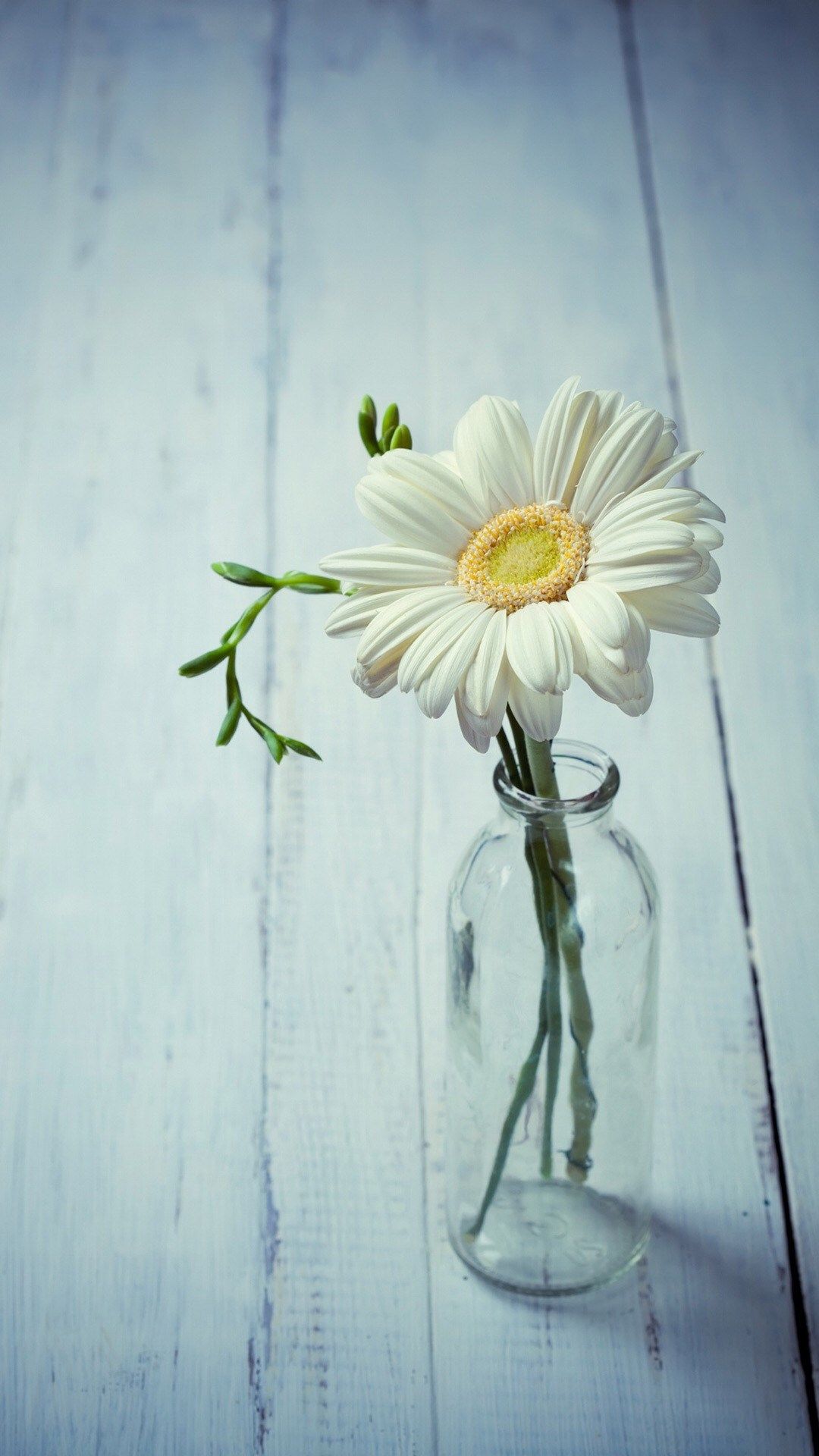 Aesthetic Beauty Daisy Vase #iPhone #plus #wallpaper. Margaridas, Imagens de flores, Ideias para pintura