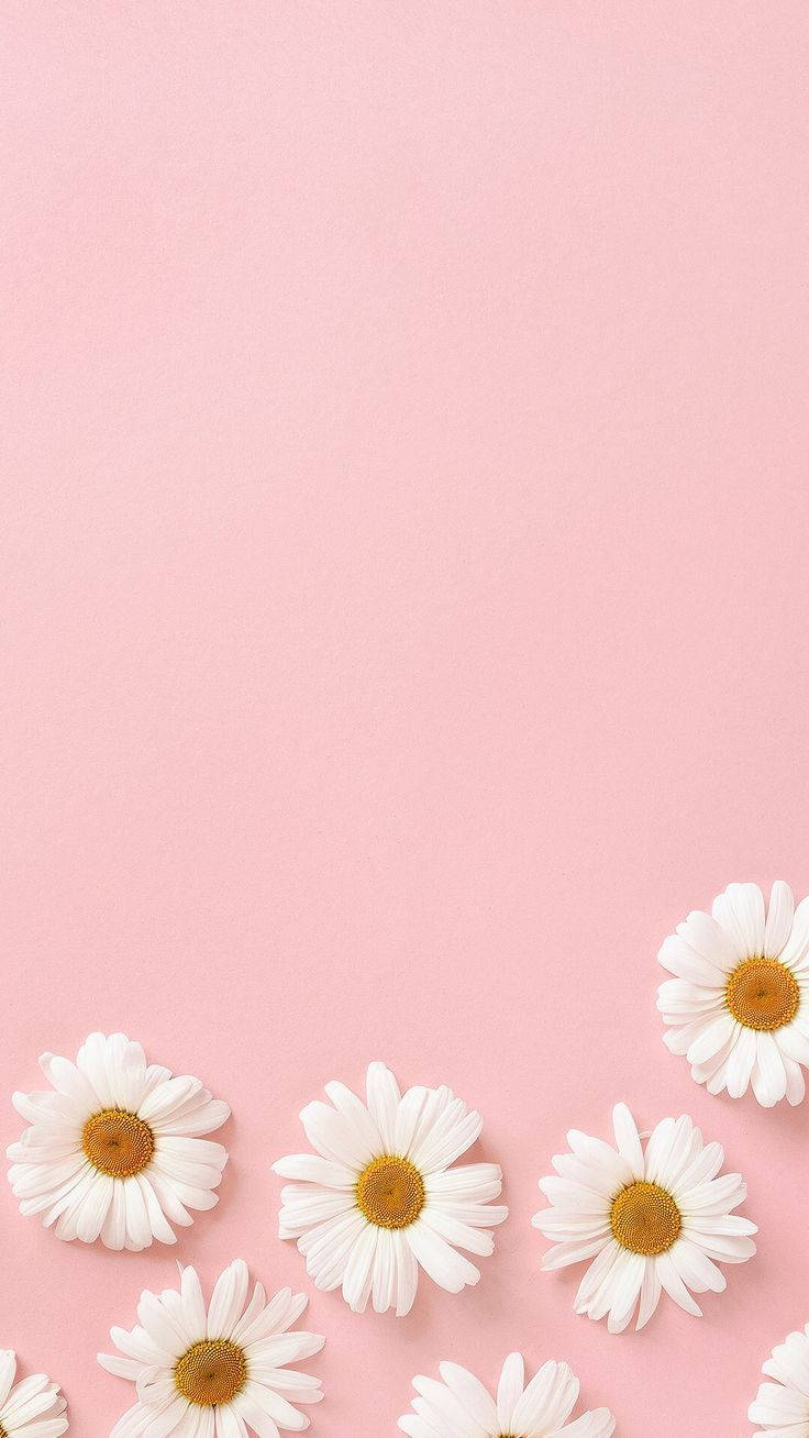 Download Pastel Aesthetic Daisies Wallpaper