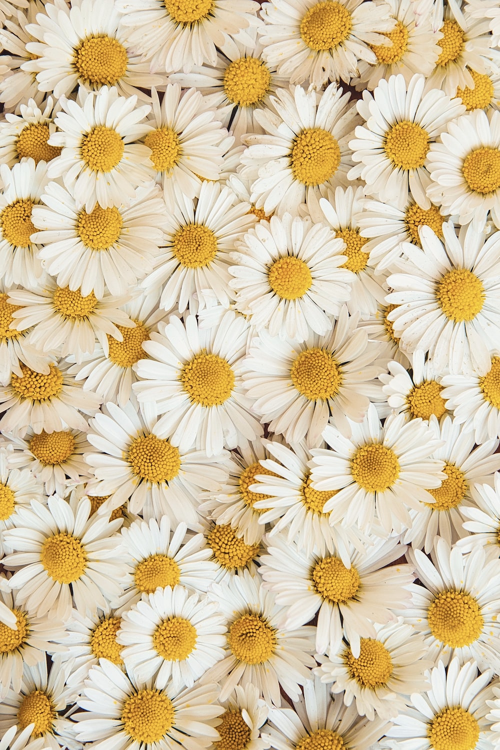 White and yellow daisy flowers photo