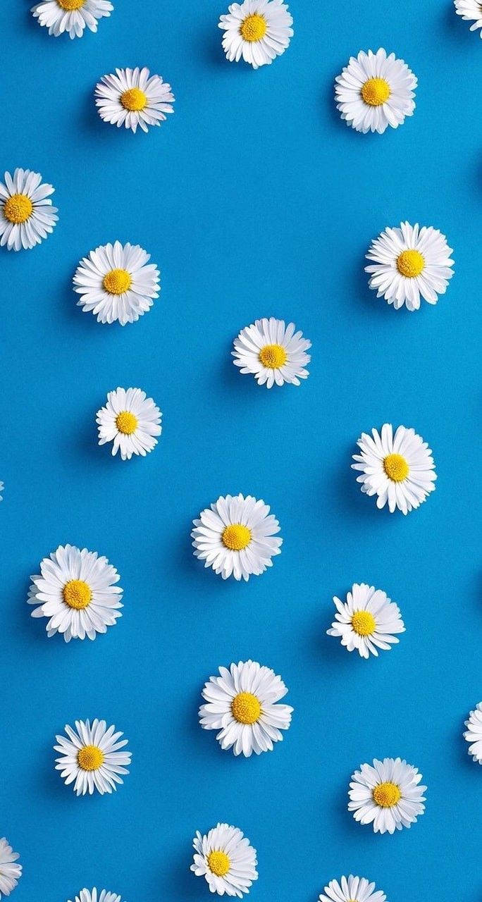 Download White Daisy Aesthetic In Blue Wallpaper