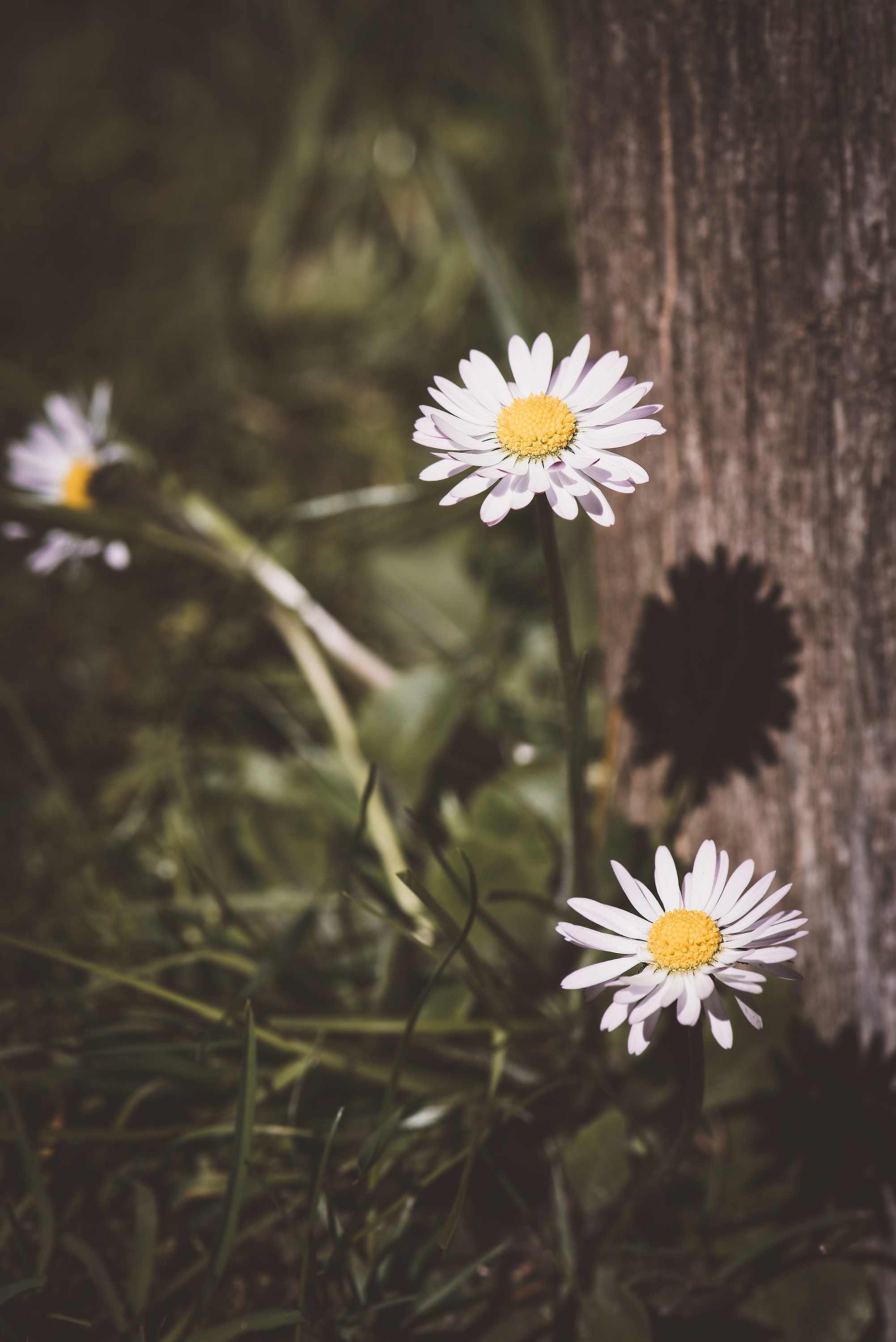 Daisy Photo, Download The BEST Free Daisy & HD Image