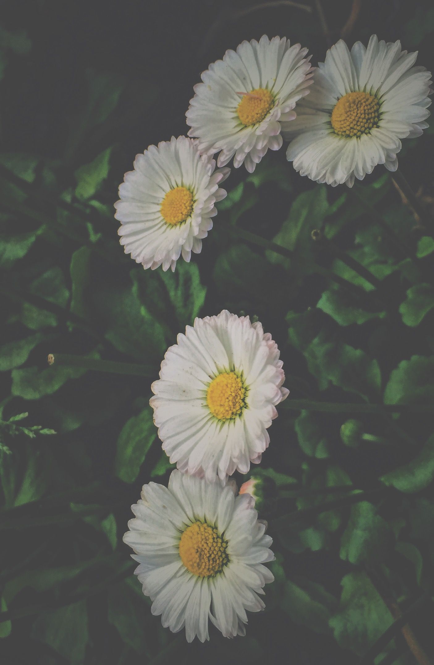 Daisies