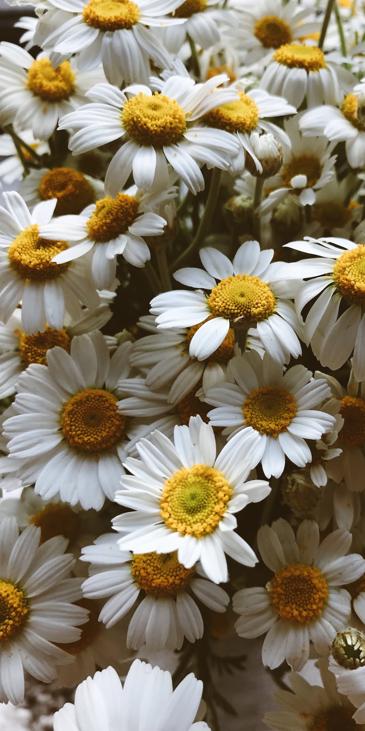 Aesthetic Daisy Flowers Wallpaper Download