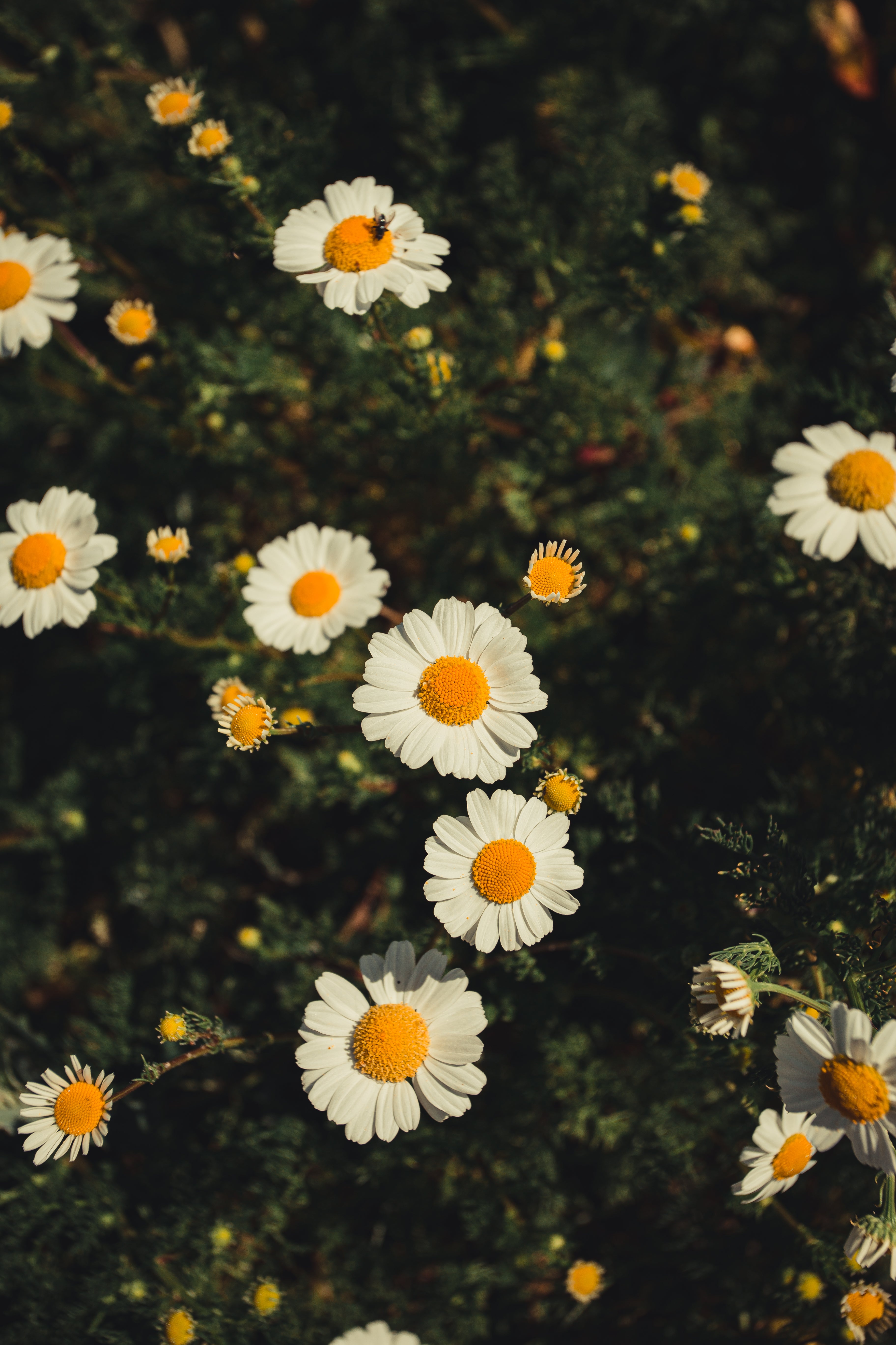 Browse Free HD Image of A Bunch Of Freshly Bloomed Daisies