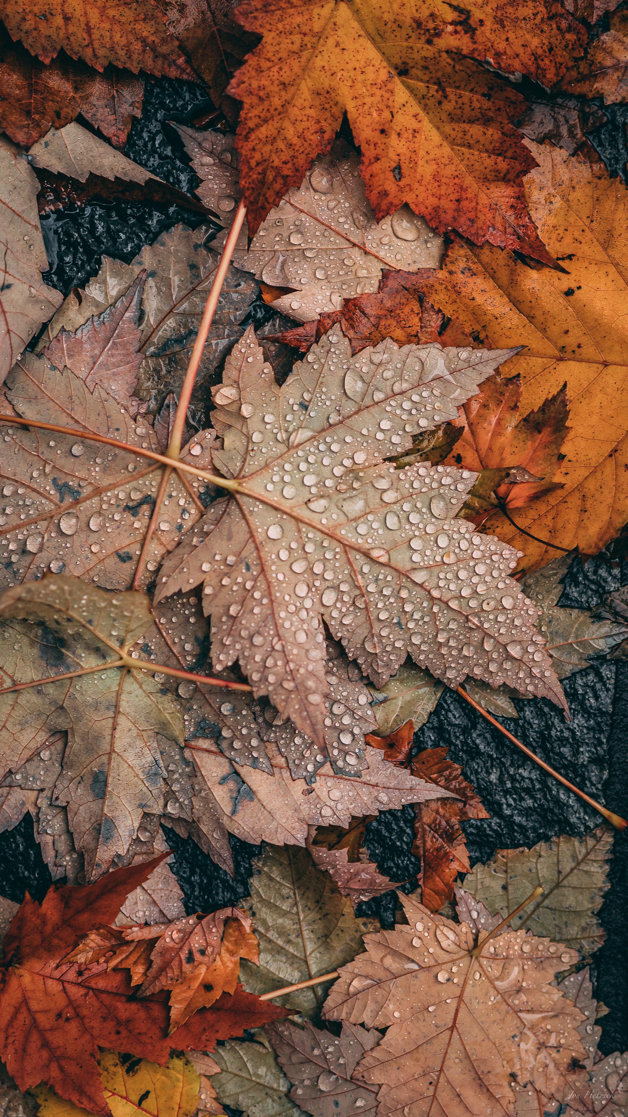 Fall Time Wallpaper I made today. Enjoy