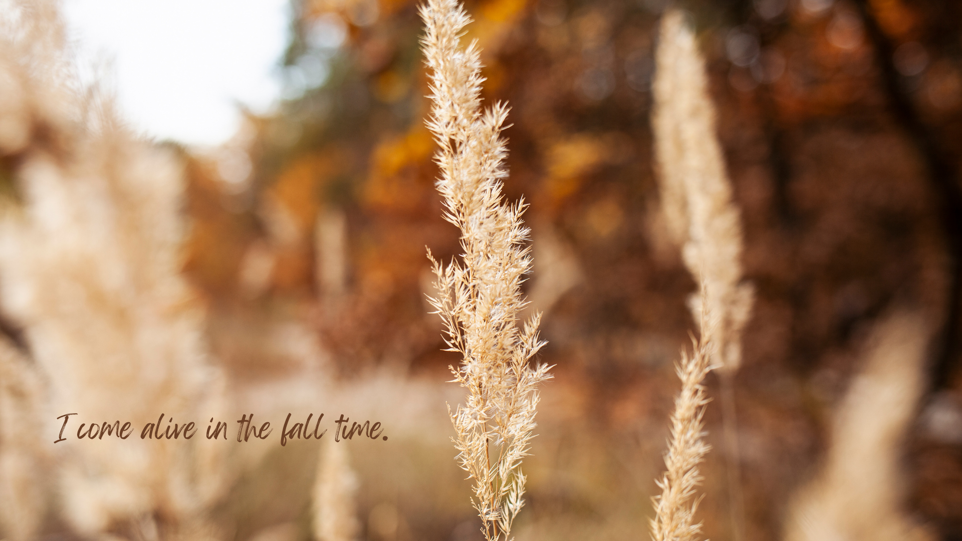 FREE Aesthetic Fall Wallpaper iPhone and Desktop