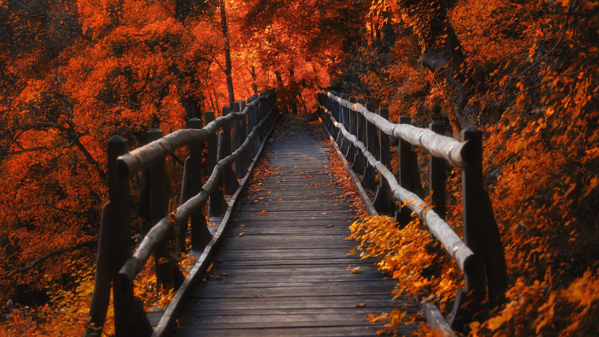 Autumn Trees 4K During Evening Time HD Nature Wallpaper