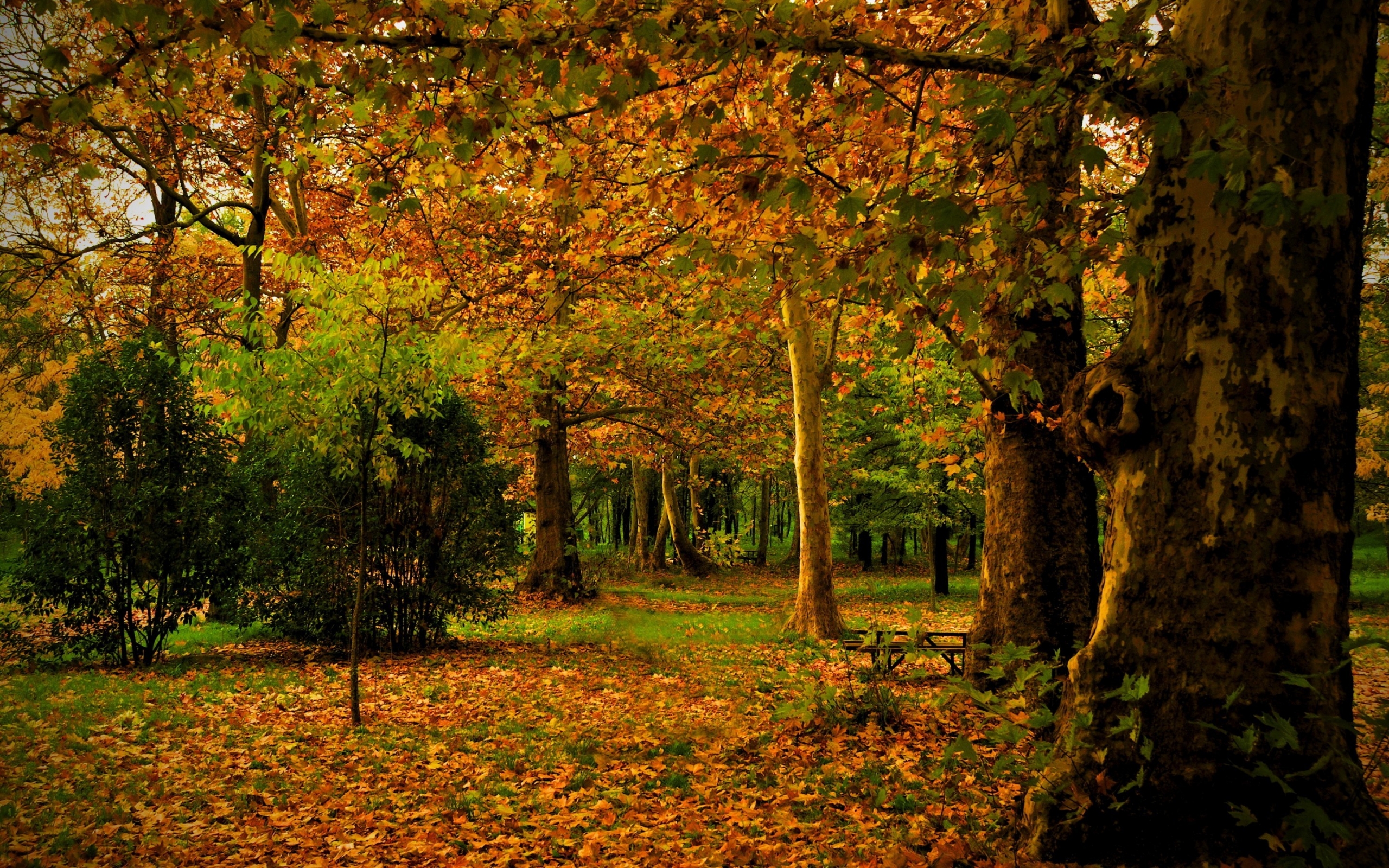 Just Autumn Time HD Wallpaper