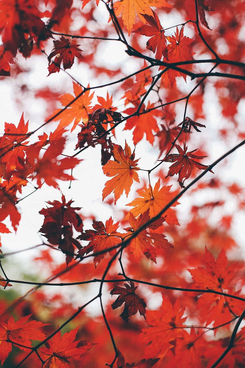 Download Relax and Unwind in the Vintage Fall Wallpaper